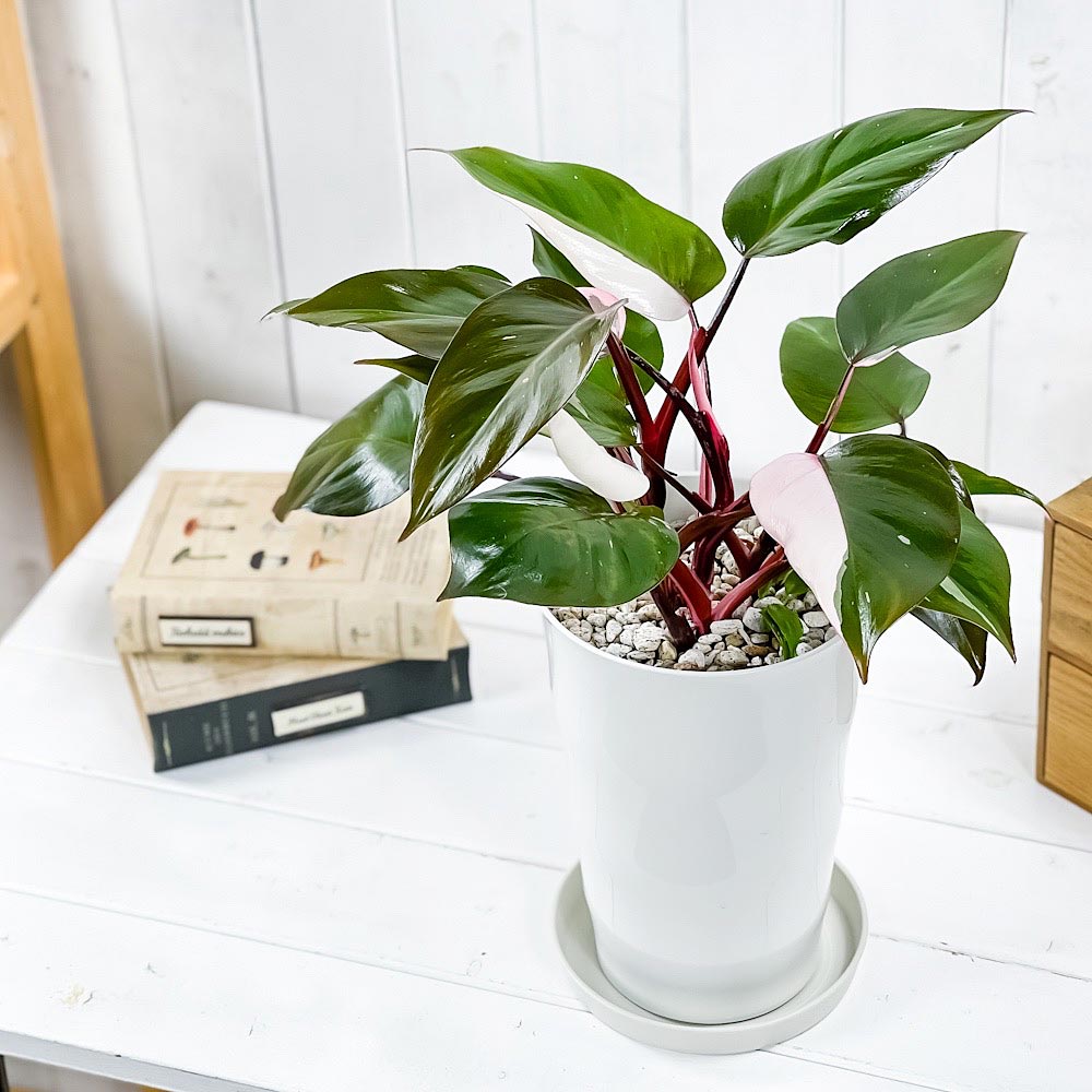 PLANCHU 観葉植物 フィロデンドロン ピンクプリンセス 6号鉢 受け皿付き 育て方説明書付き Philodendron ‘Pink Princess’ アロイド