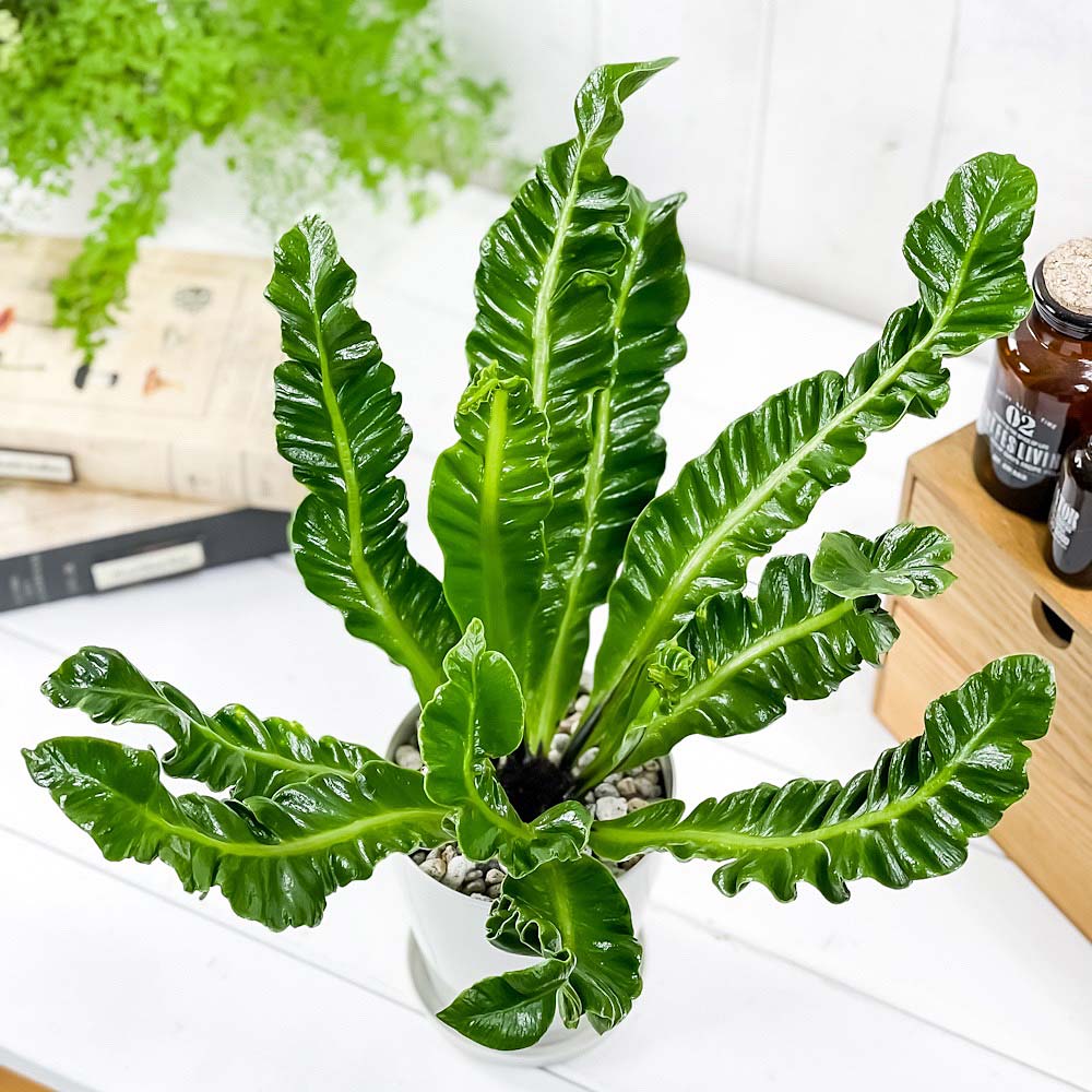PLANCHU 観葉植物 アスプレニウム コブラ 4号鉢 受け皿付き 育て方説明書付き Asplenium ‘Cobra’ シダ植物