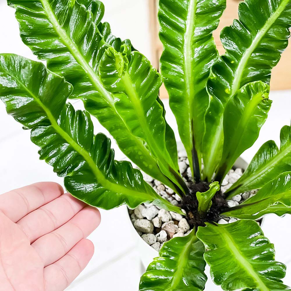 PLANCHU 観葉植物 アスプレニウム コブラ 4号鉢 受け皿付き 育て方説明書付き Asplenium ‘Cobra’ シダ植物