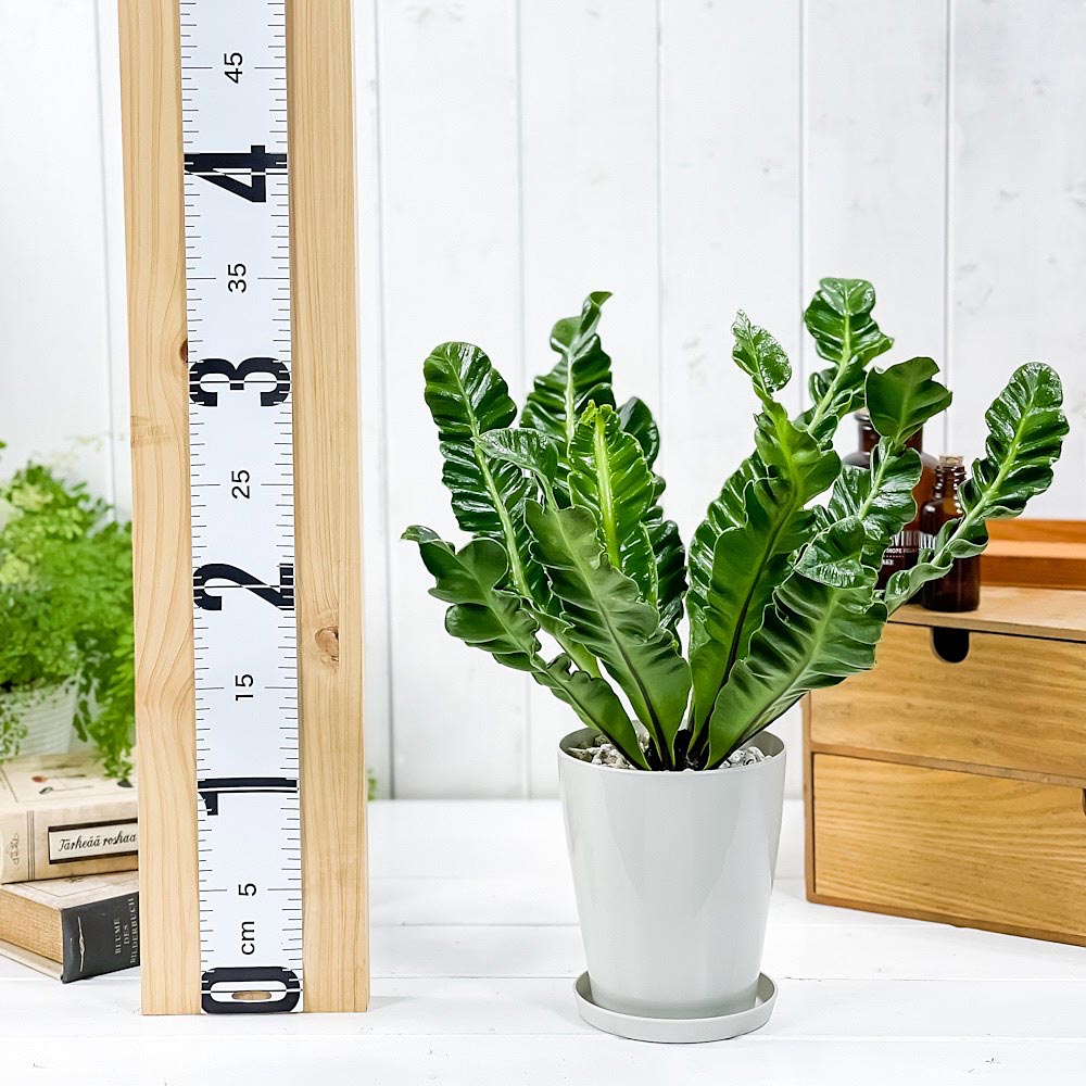 PLANCHU 観葉植物 アスプレニウム コブラ 4号鉢 受け皿付き 育て方説明書付き Asplenium ‘Cobra’ シダ植物
