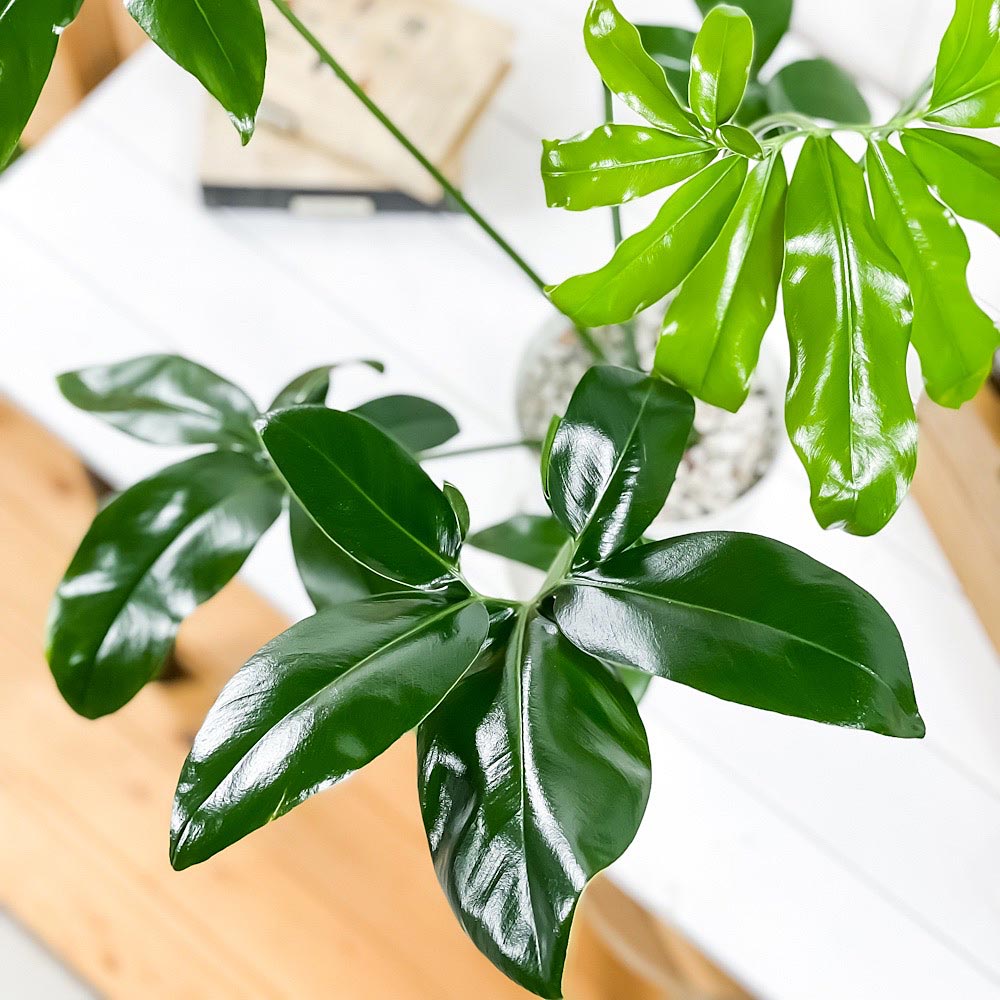 PLANCHU 観葉植物 フィロデンドロン ファンバン 6号鉢 受け皿付き 育て方説明書付き Philodendron goeldii ‘Fun Bun’ アロイド