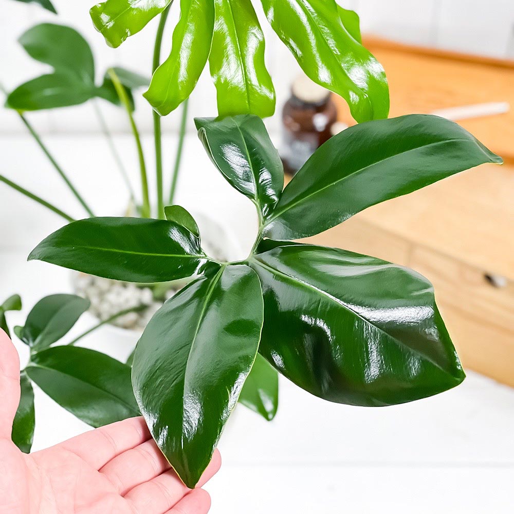PLANCHU 観葉植物 フィロデンドロン ファンバン 6号鉢 受け皿付き 育て方説明書付き Philodendron goeldii ‘Fun Bun’ アロイド