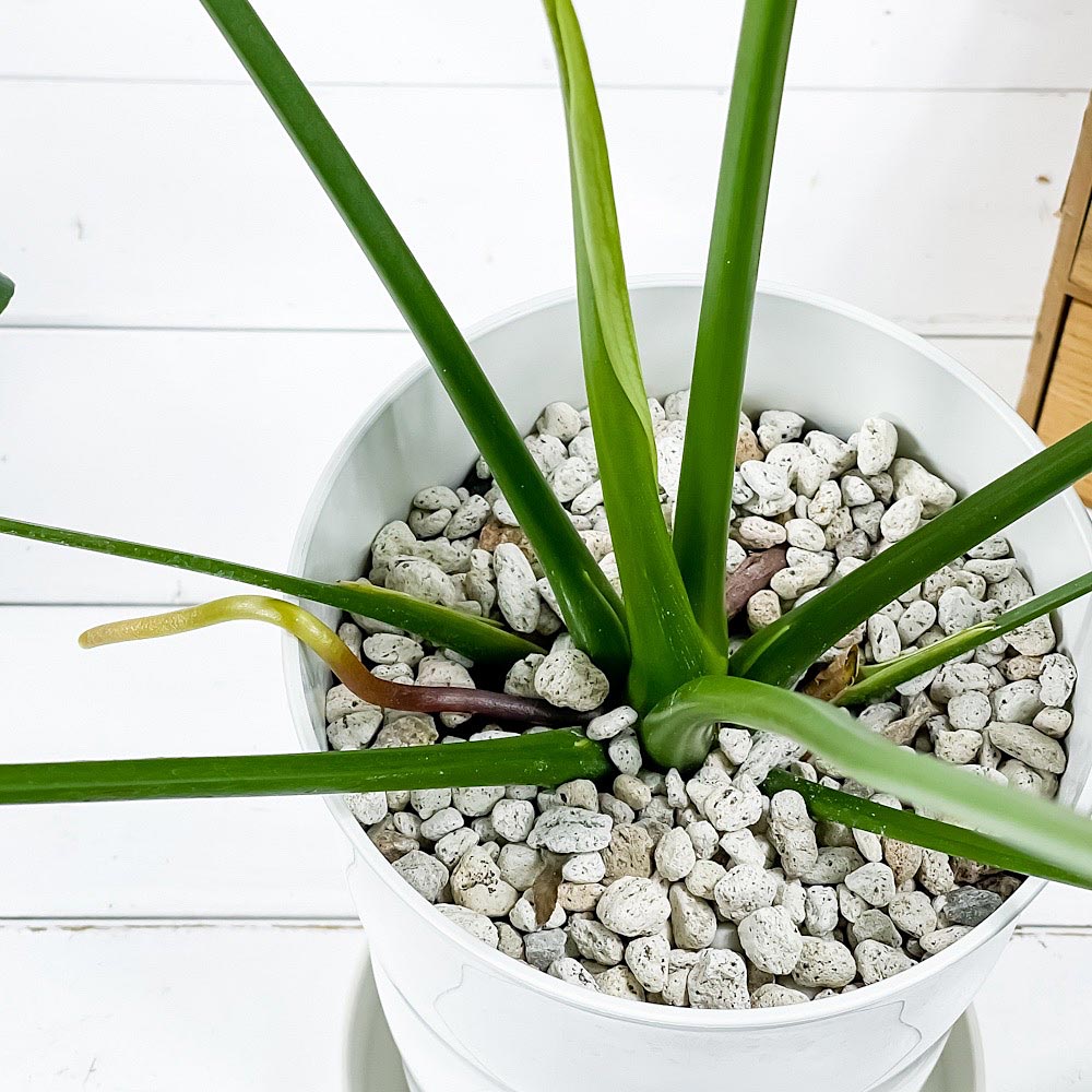 PLANCHU 観葉植物 フィロデンドロン ファンバン 6号鉢 受け皿付き 育て方説明書付き Philodendron goeldii ‘Fun Bun’ アロイド