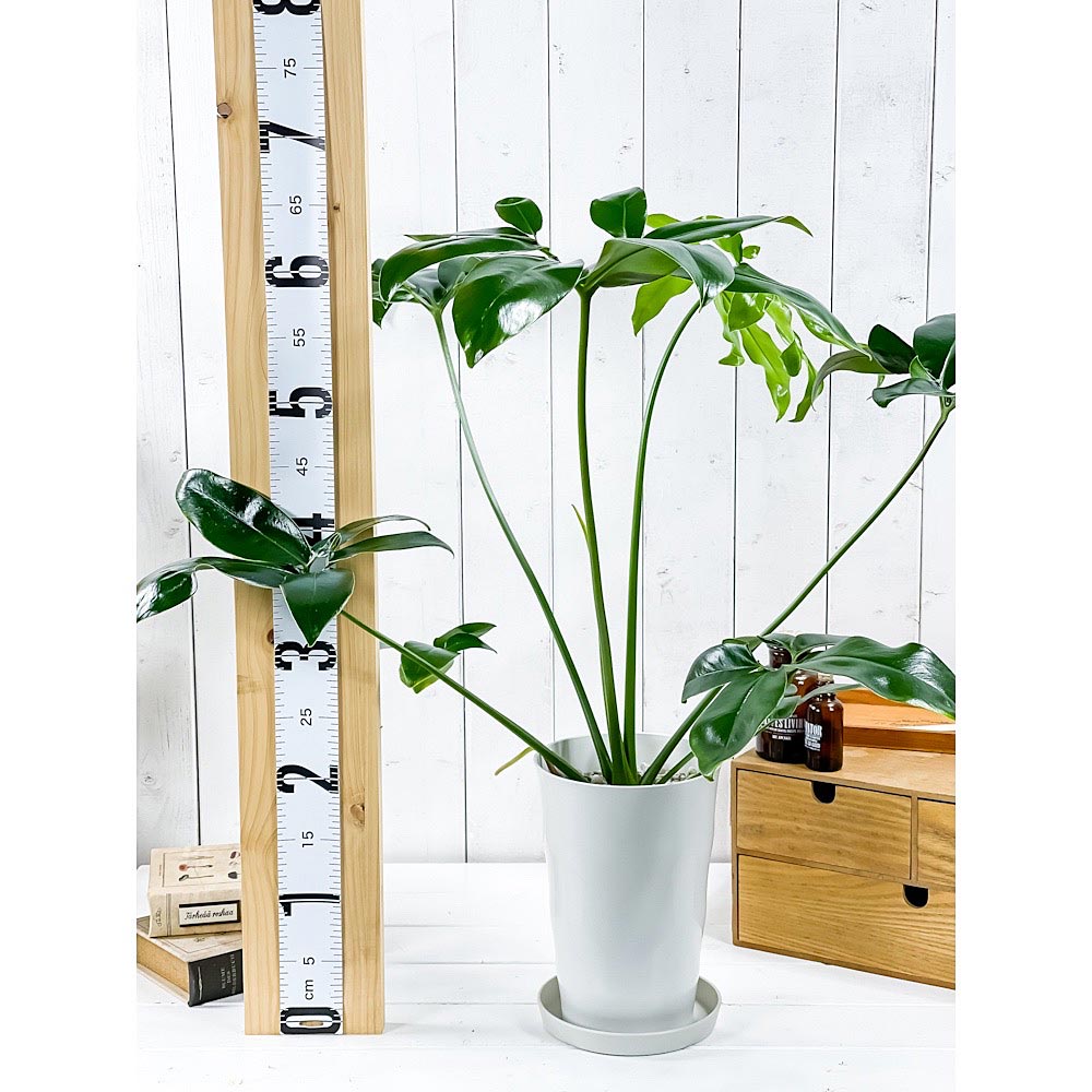 PLANCHU 観葉植物 フィロデンドロン ファンバン 6号鉢 受け皿付き 育て方説明書付き Philodendron goeldii ‘Fun Bun’ アロイド