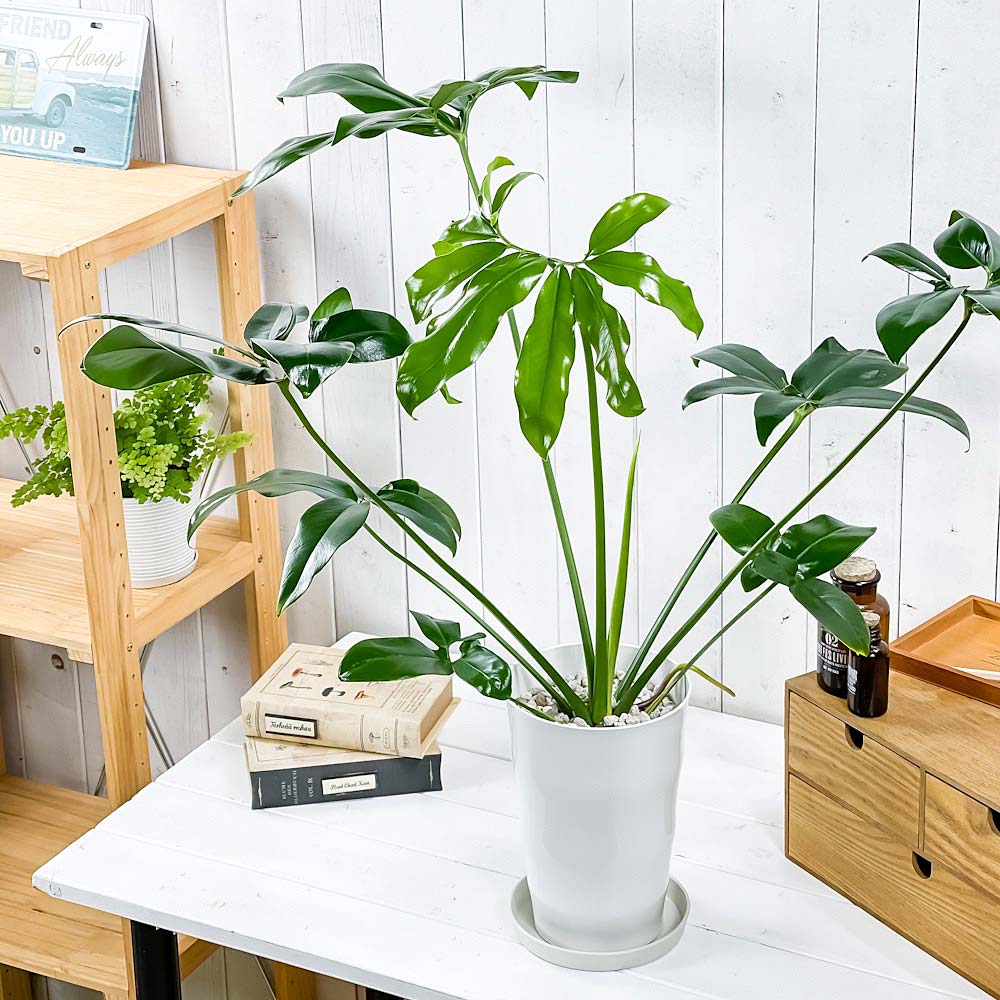 PLANCHU 観葉植物 フィロデンドロン ファンバン 6号鉢 受け皿付き 育て方説明書付き Philodendron goeldii ‘Fun Bun’ アロイド