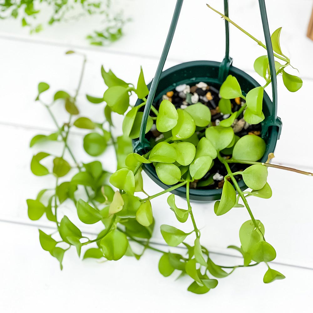 PLANCHU 観葉植物 ディスキディア ヌンムフォリア 4号吊り鉢 育て方説明書付き Dischidia