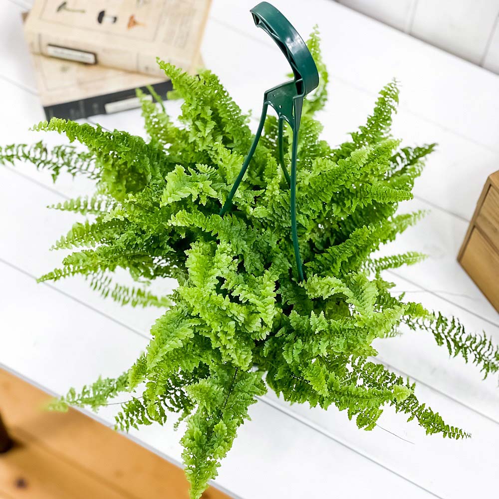 PLANCHU 観葉植物 ネフロレピス フラッフィーラッフルズ 5号吊り鉢 育て方説明書付き Nephrolepis ‘Fluffy Ruffles’ ボストンファーン ボストンファン シダ植物