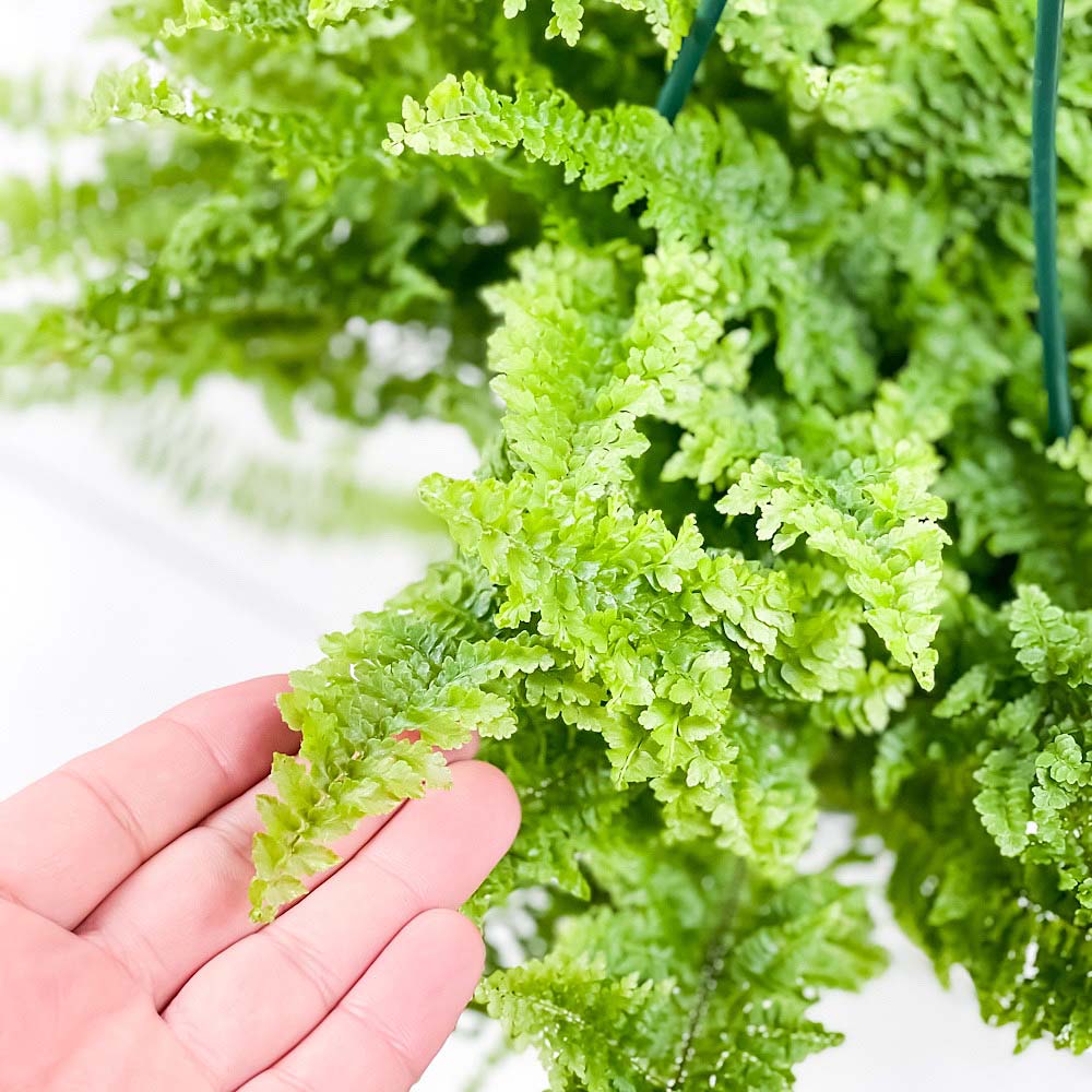 PLANCHU 観葉植物 ネフロレピス フラッフィーラッフルズ 5号吊り鉢 育て方説明書付き Nephrolepis ‘Fluffy Ruffles’ ボストンファーン ボストンファン シダ植物