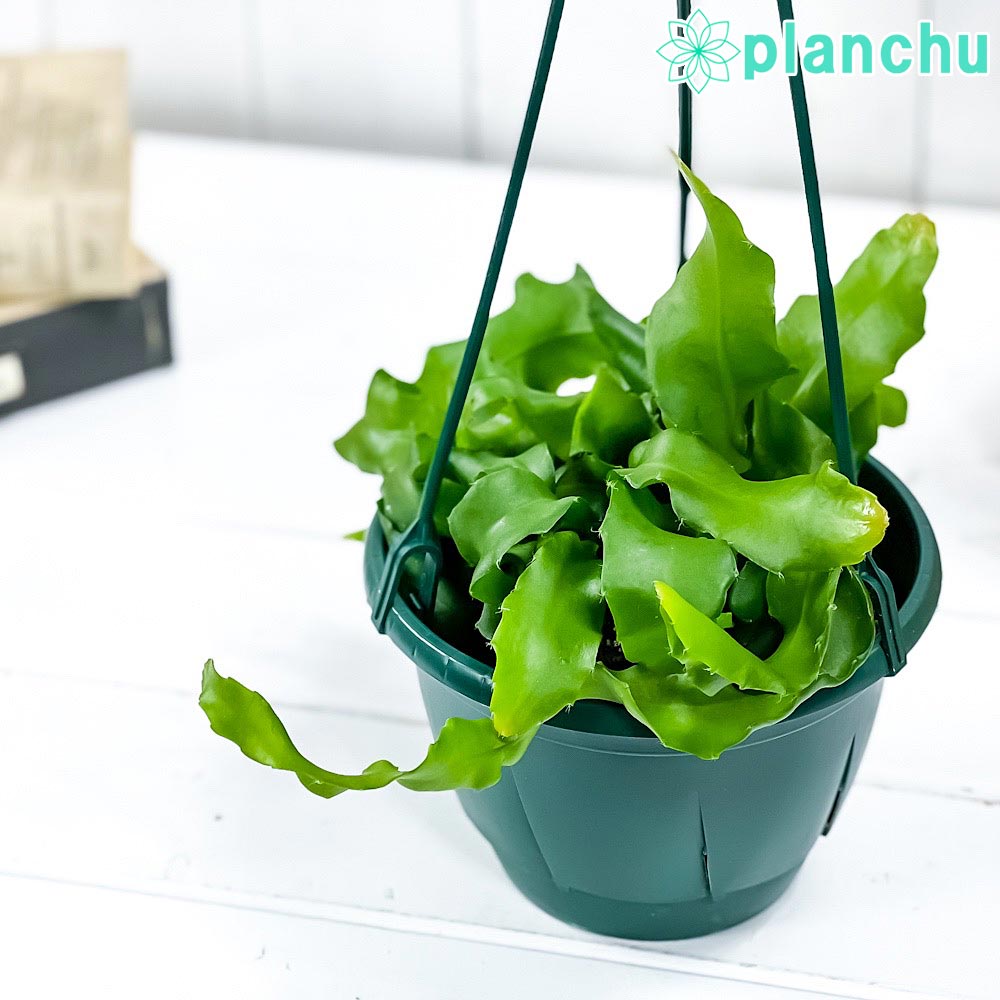 希少 エピフィラム グアテマレンシス 観葉植物 吊り下げ calm cafe