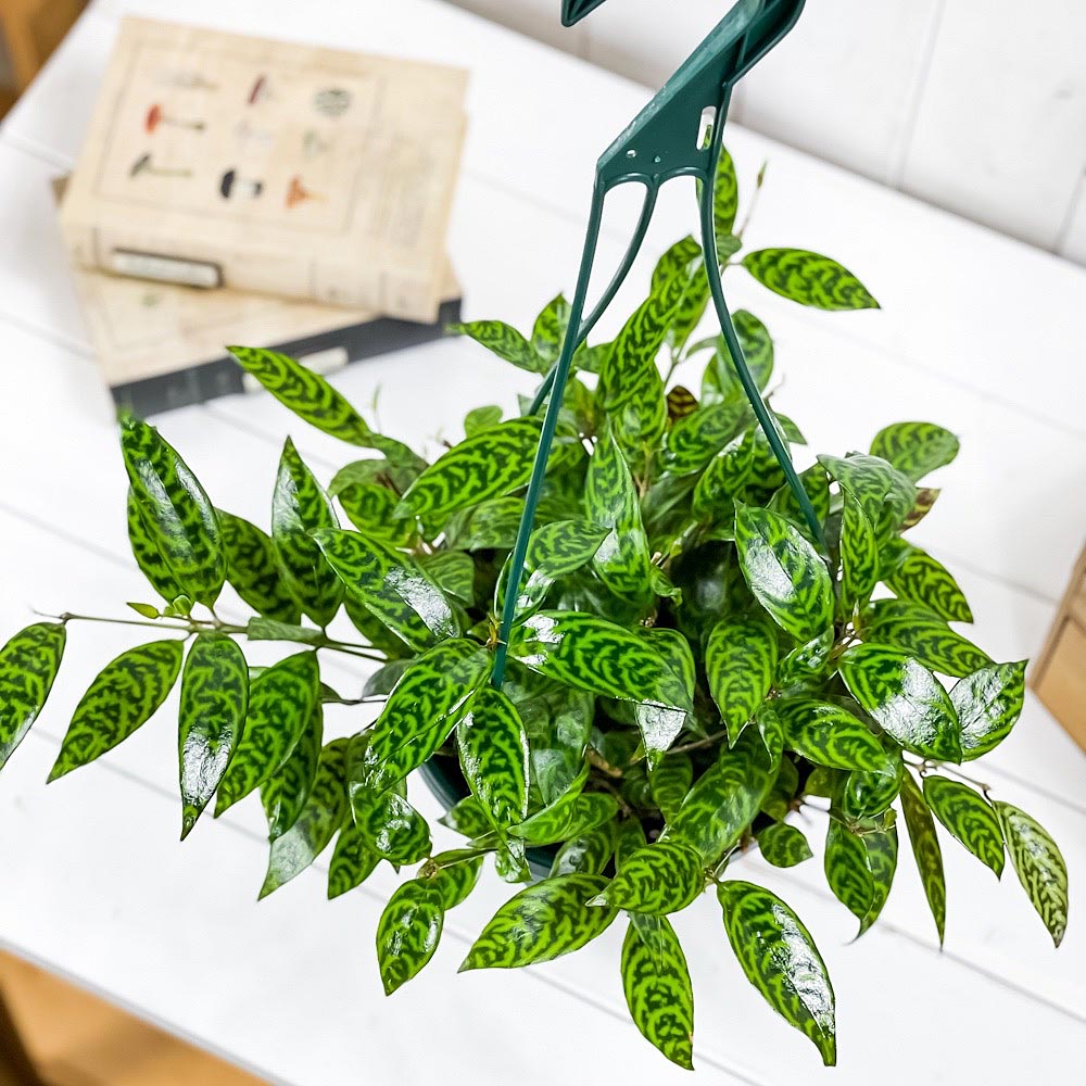 PLANCHU 観葉植物 エスキナンサス マルモラタス 6号吊り鉢 育て方説明書付き Aeschynanthus ‘Marmoratus’
