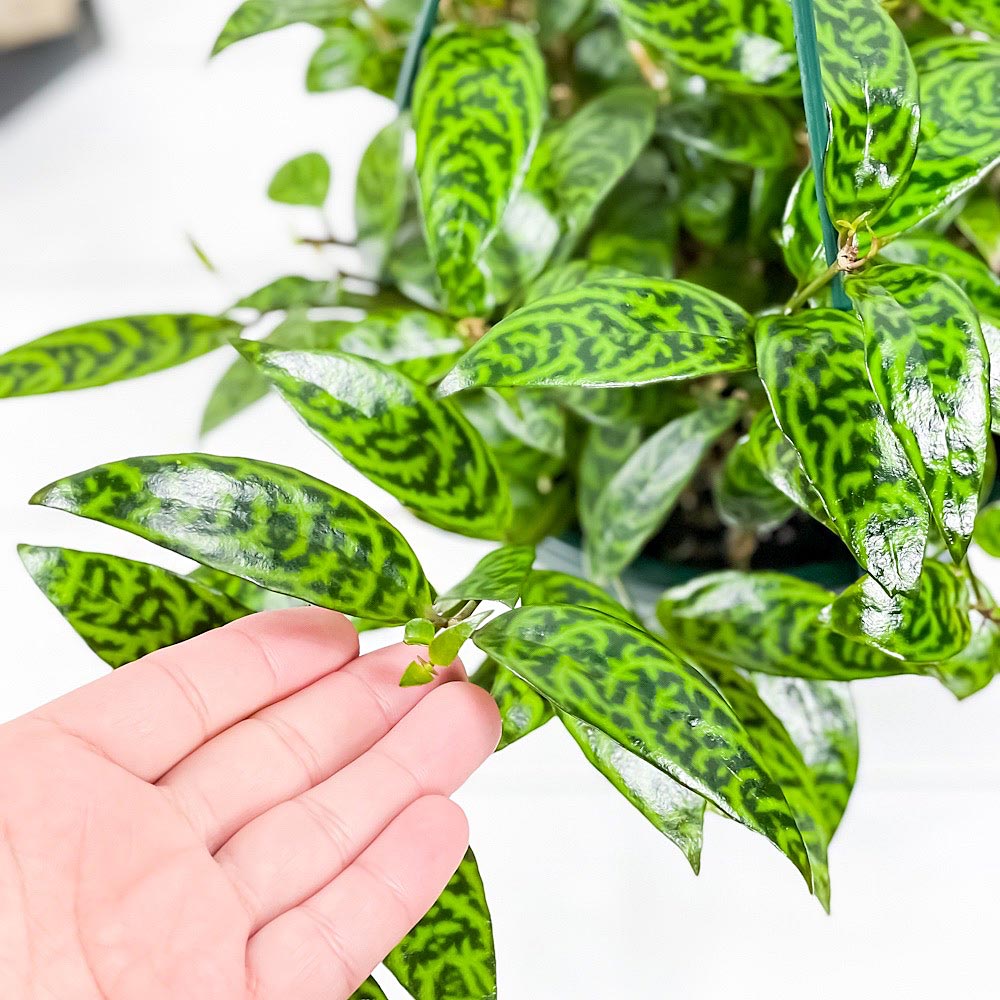PLANCHU 観葉植物 エスキナンサス マルモラタス 6号吊り鉢 育て方説明書付き Aeschynanthus ‘Marmoratus’