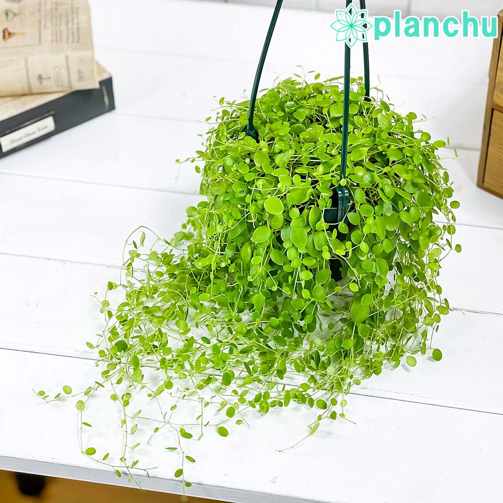 PLANCHU 観葉植物 ペペロミア ジェミニ 4号吊り鉢 育て方説明書付き Peperomia ‘Gemini’
