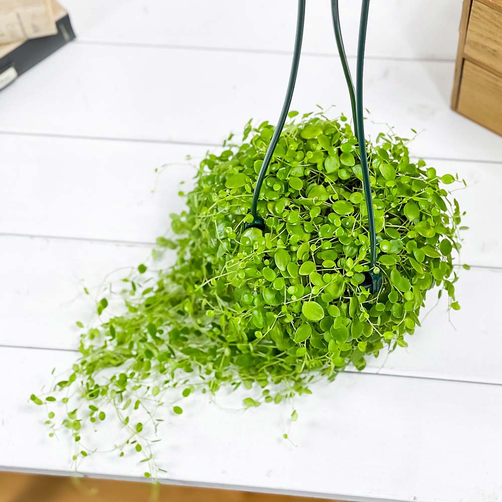 PLANCHU 観葉植物 ペペロミア ジェミニ 4号吊り鉢 育て方説明書付き Peperomia ‘Gemini’