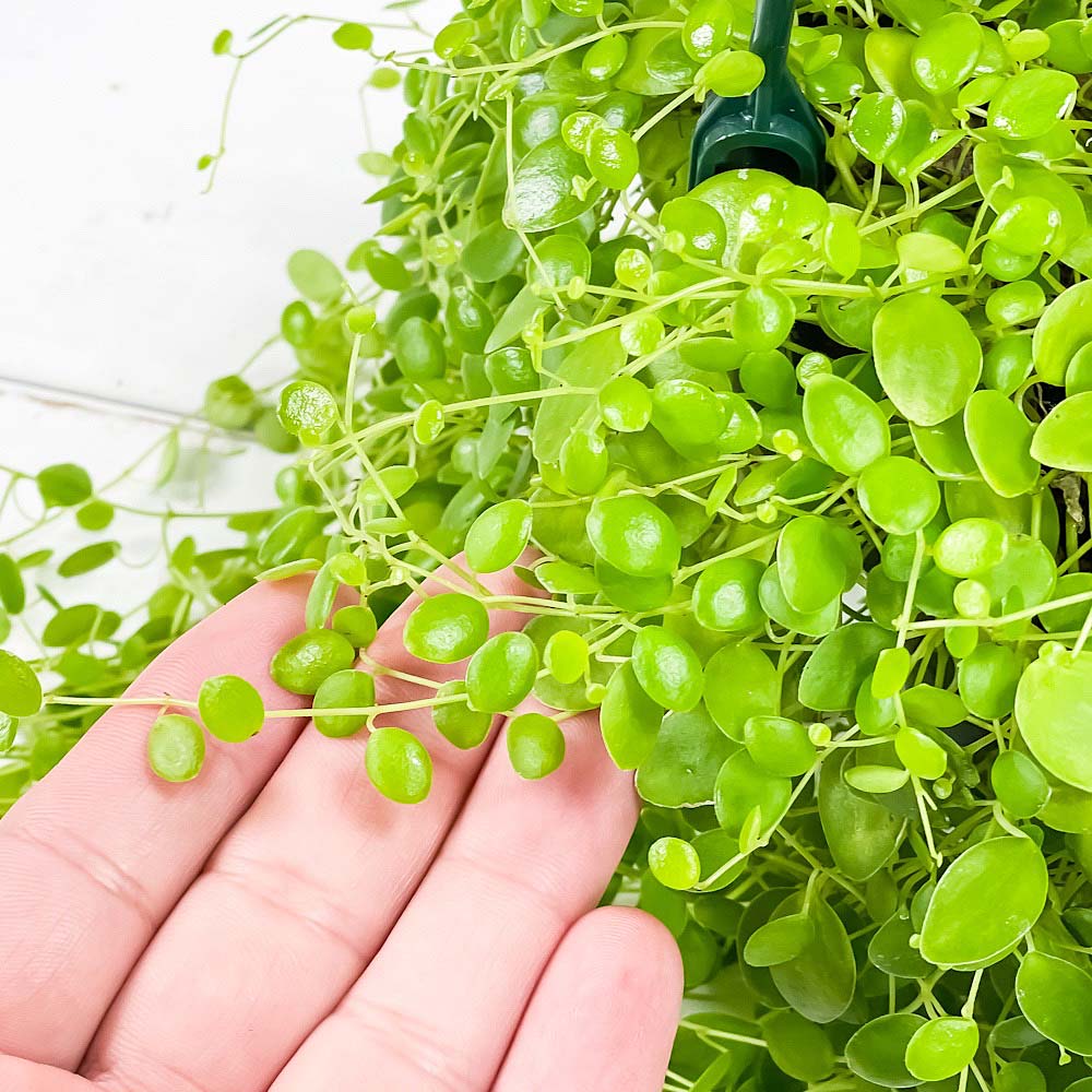 PLANCHU 観葉植物 ペペロミア ジェミニ 4号吊り鉢 育て方説明書付き Peperomia ‘Gemini’