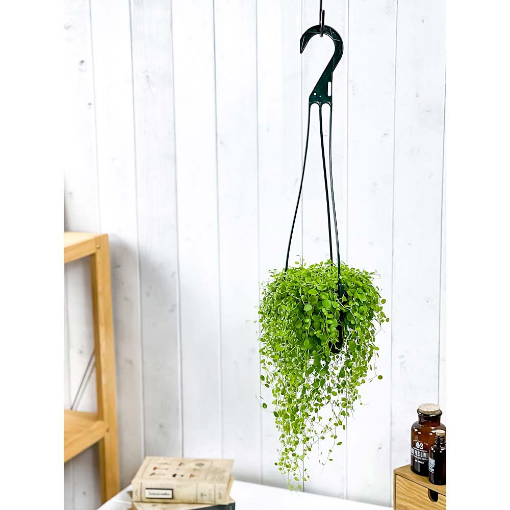 PLANCHU 観葉植物 ペペロミア ジェミニ 4号吊り鉢 育て方説明書付き Peperomia ‘Gemini’