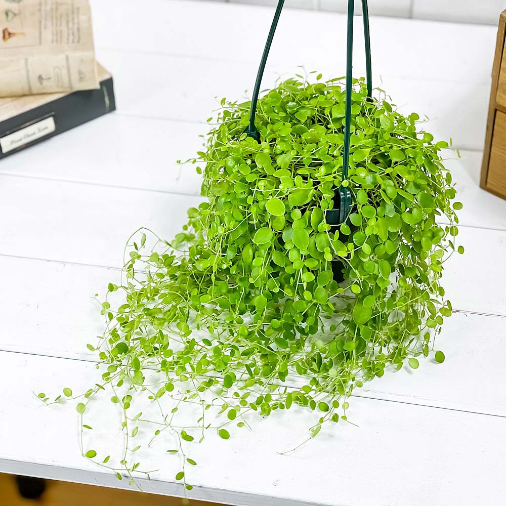 PLANCHU 観葉植物 ペペロミア ジェミニ 4号吊り鉢 育て方説明書付き Peperomia ‘Gemini’