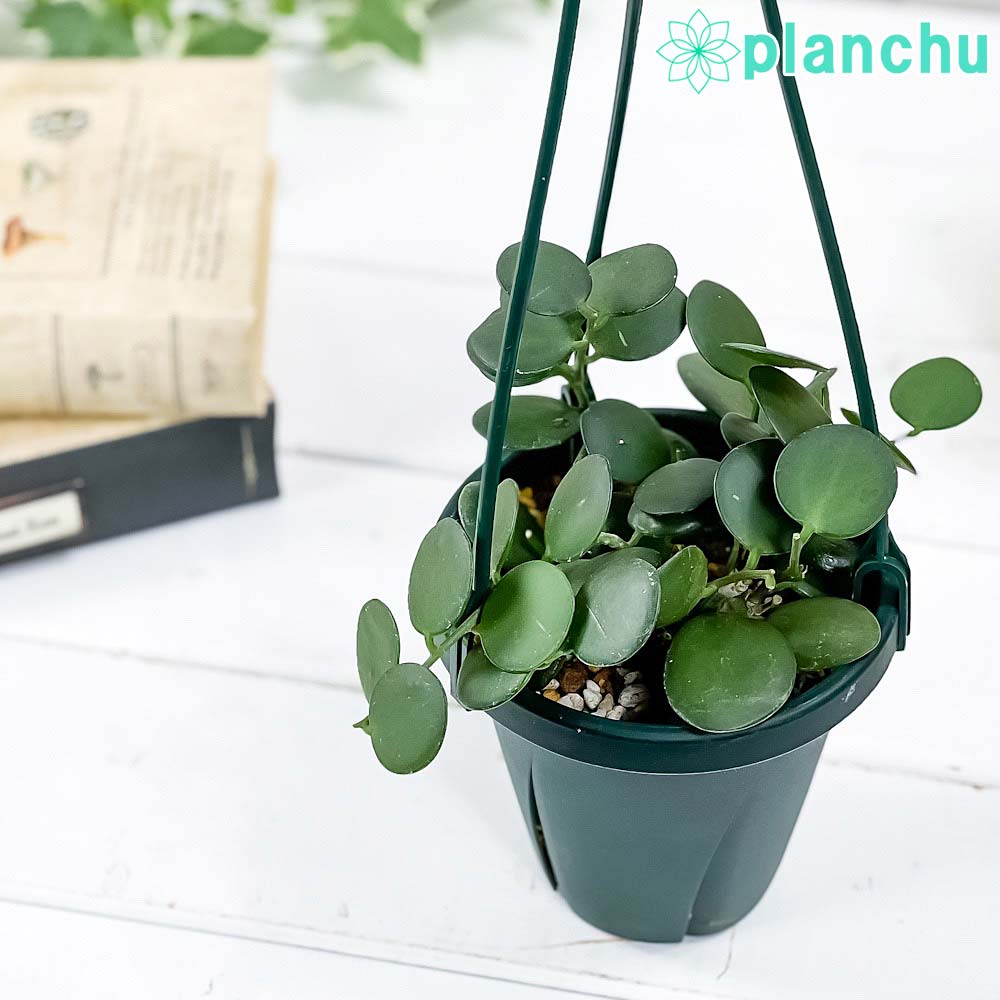 PLANCHU 観葉植物 グリーンドラム 4号吊り鉢 育て方説明書付き
