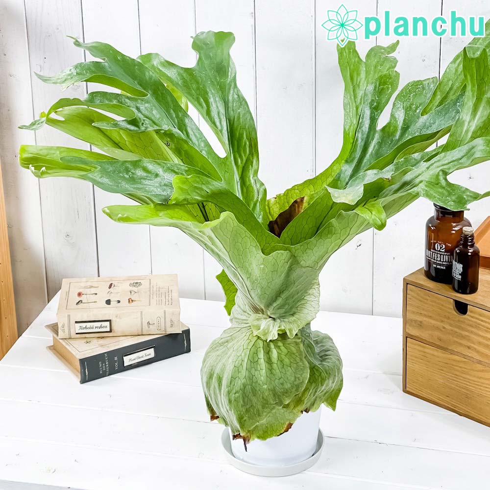 PLANCHU 観葉植物 プラティケリウム スパーバム 5号鉢 受け皿付き 育て方説明書付き Platycerium superbum ビカクシダ コウモリラン シダ植物