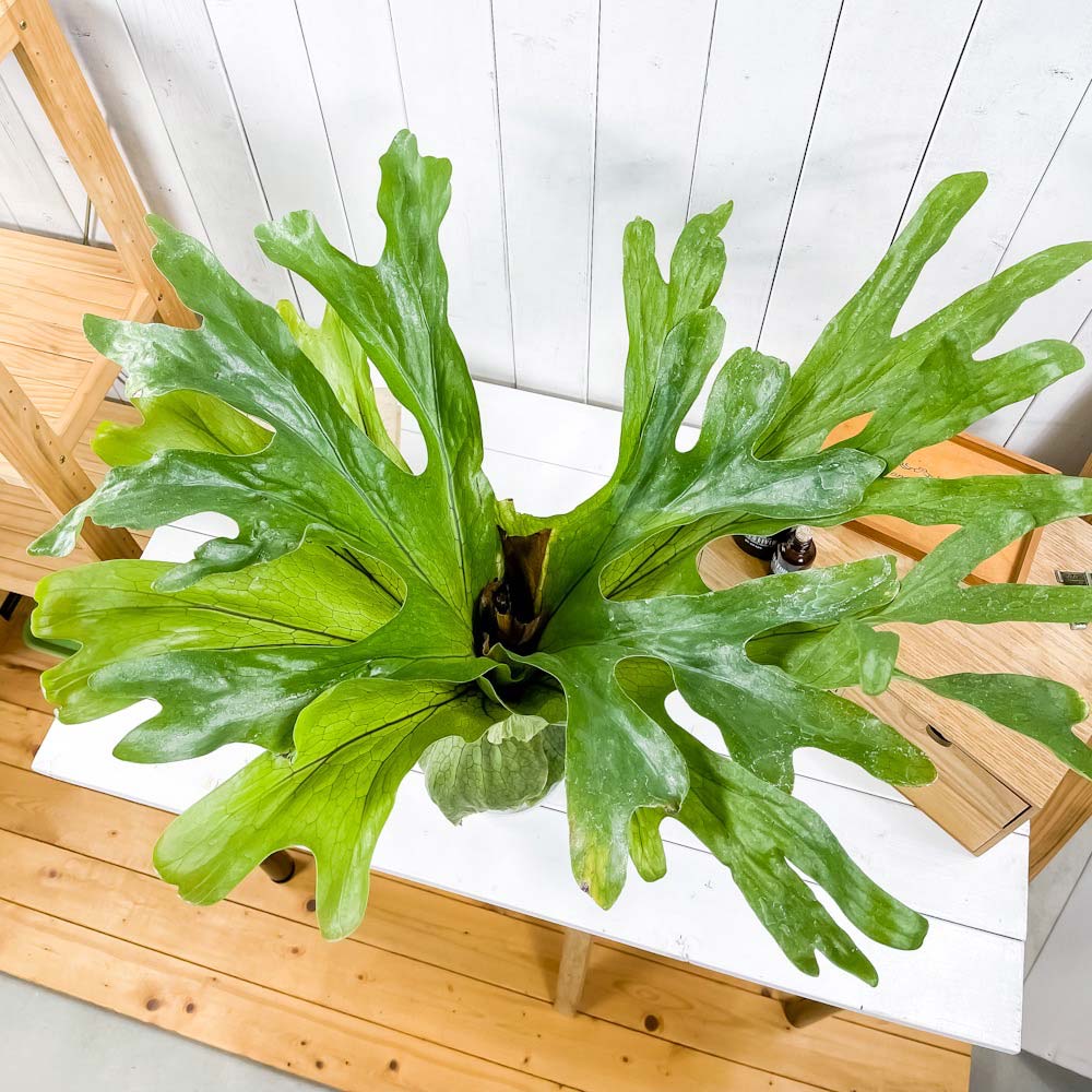PLANCHU 観葉植物 プラティケリウム スパーバム 5号鉢 受け皿付き 育て方説明書付き Platycerium superbum ビカクシダ コウモリラン シダ植物