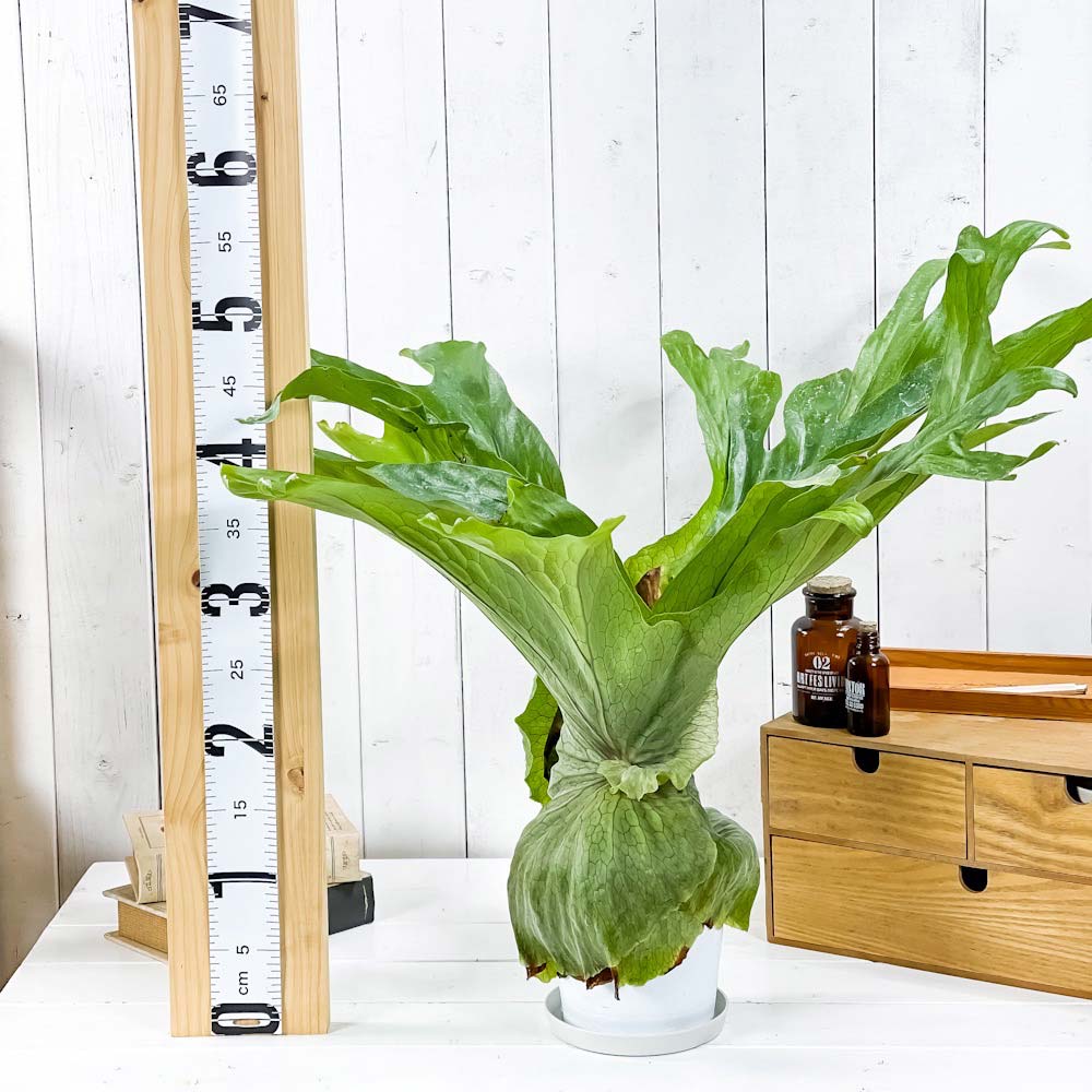 PLANCHU 観葉植物 プラティケリウム スパーバム 5号鉢 受け皿付き 育て方説明書付き Platycerium superbum ビカクシダ コウモリラン シダ植物