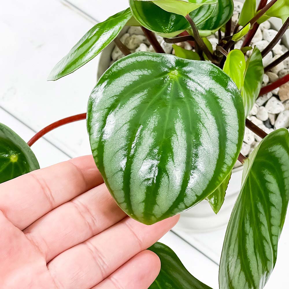 PLANCHU 観葉植物 ペペロミア アルギレイア 4号鉢 受け皿付き 育て方説明書付き Peperomia argyreia スイカペペ