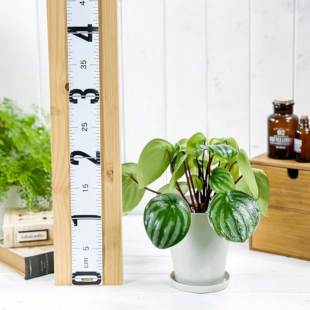 PLANCHU 観葉植物 ペペロミア アルギレイア 4号鉢 受け皿付き 育て方説明書付き Peperomia argyreia スイカペペ