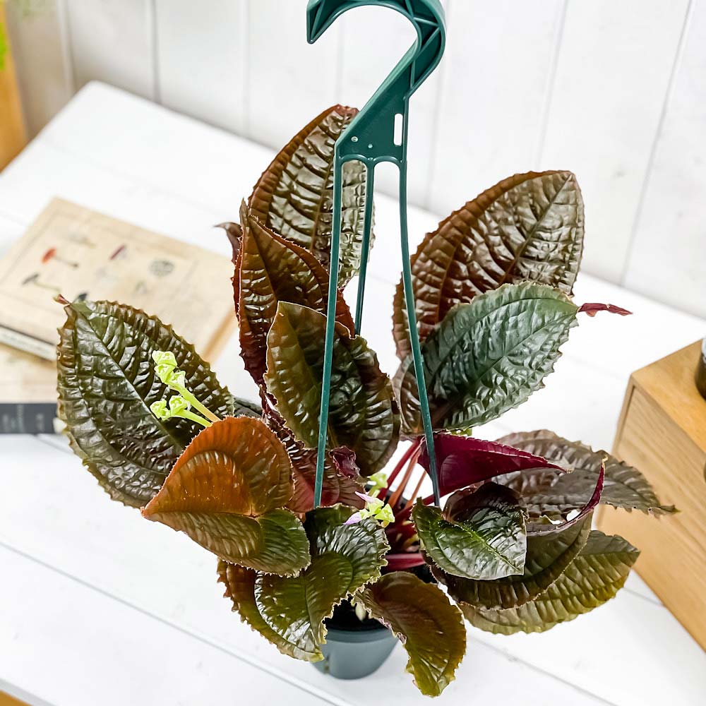 PLANCHU 観葉植物 モノレナ プリムリフロラ 4号吊り鉢 育て方説明書付き Monolena primuliflora アリ植物