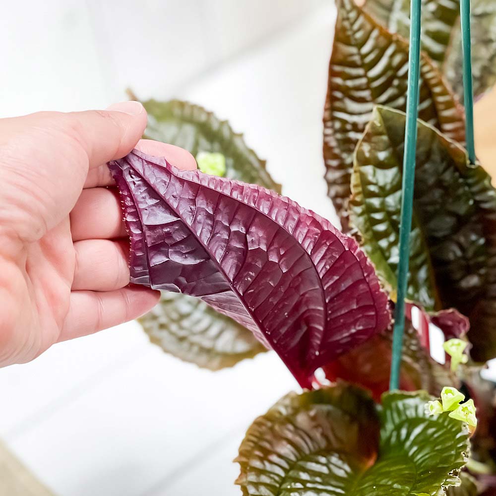 PLANCHU 観葉植物 モノレナ プリムリフロラ 4号吊り鉢 育て方説明書付き Monolena primuliflora アリ植物