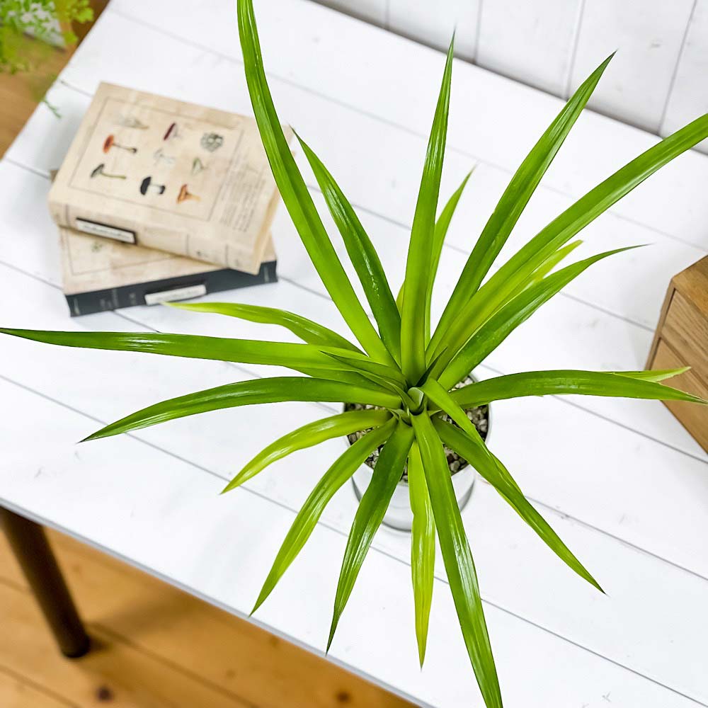 PLANCHU 観葉植物 アナナス サンゴパイン 4号鉢 受け皿付き 育て方説明書付き Ananas cv. パイナップル 花パイン ブロメリア