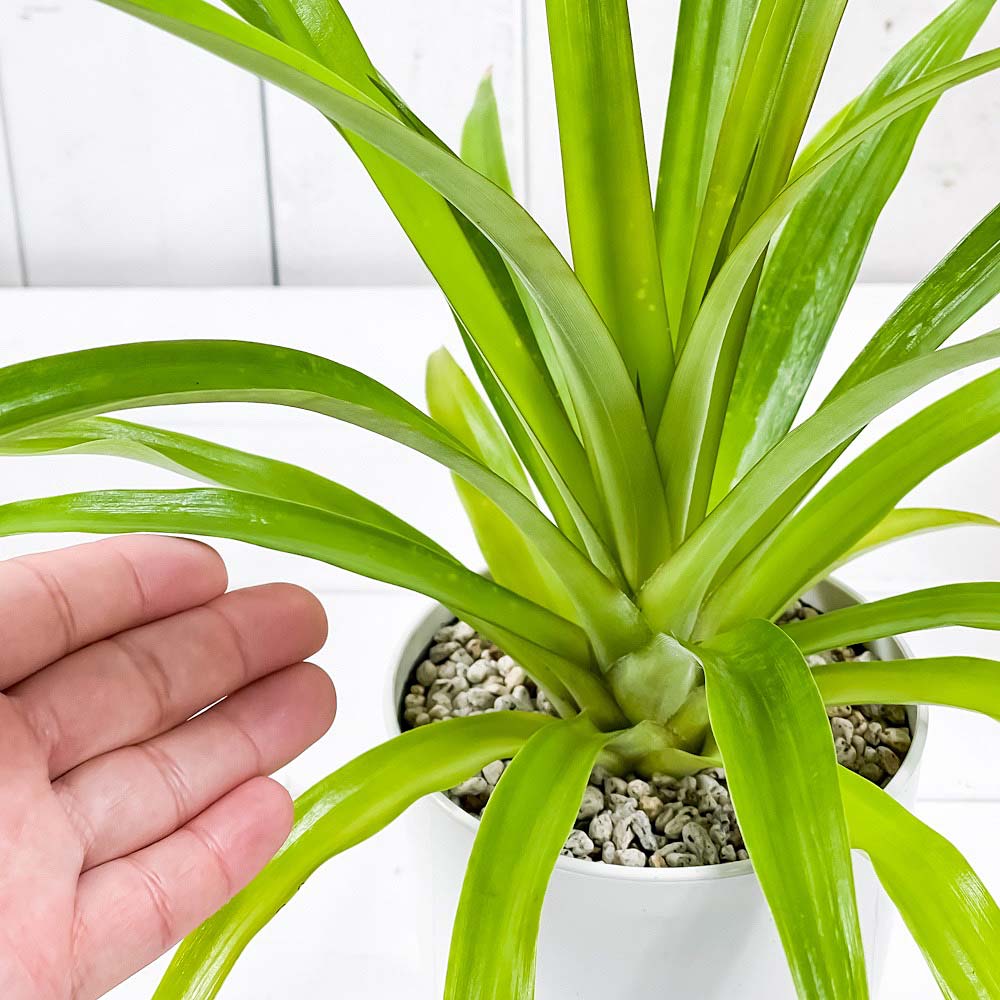 PLANCHU 観葉植物 アナナス サンゴパイン 4号鉢 受け皿付き 育て方説明書付き Ananas cv. パイナップル 花パイン ブロメリア