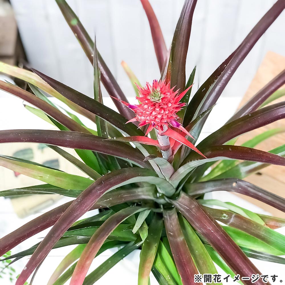 PLANCHU 観葉植物 アナナス サンゴパイン 4号鉢 受け皿付き 育て方説明書付き Ananas cv. パイナップル 花パイン ブロメリア