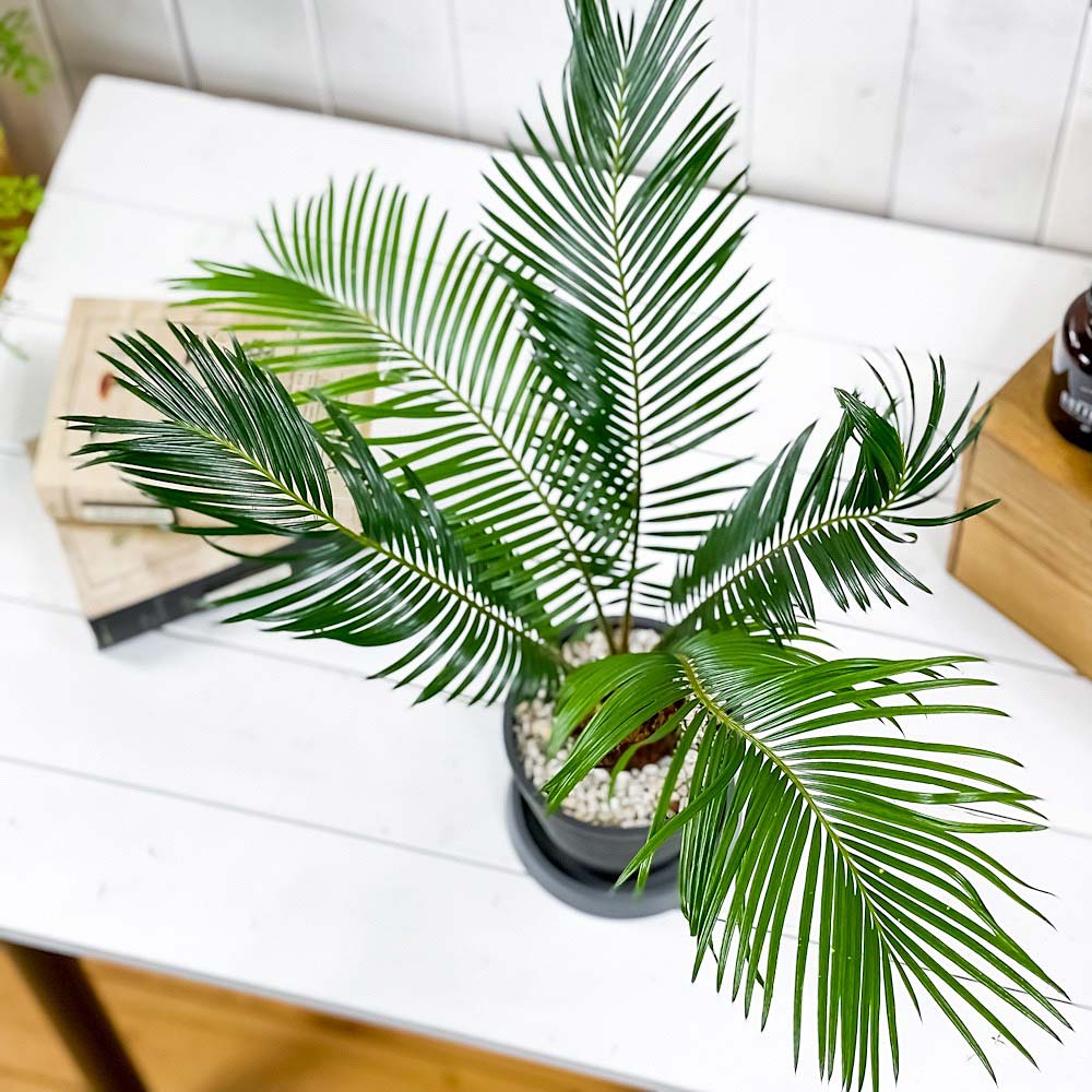 PLANCHU 観葉植物 ソテツ 4号樹脂鉢 ミディダークグレー サスティー付き 受け皿付き 育て方説明書付き Cycas revoluta 蘇鉄 生きた化石