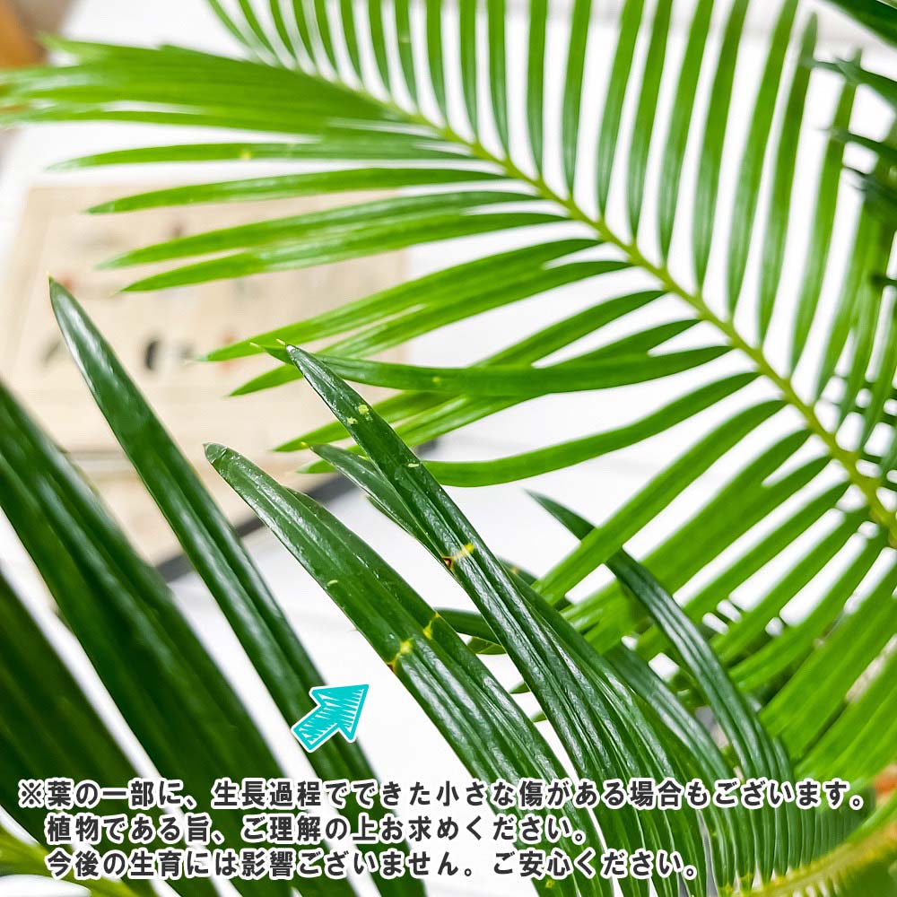 PLANCHU 観葉植物 ソテツ 4号樹脂鉢 ミディダークグレー サスティー付き 受け皿付き 育て方説明書付き Cycas revoluta 蘇鉄 生きた化石