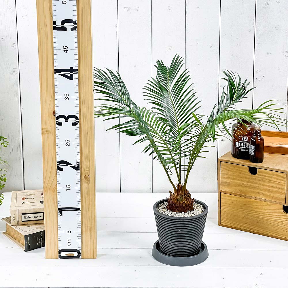 PLANCHU 観葉植物 ソテツ 4号樹脂鉢 ミディダークグレー サスティー付き 受け皿付き 育て方説明書付き Cycas revoluta 蘇鉄 生きた化石