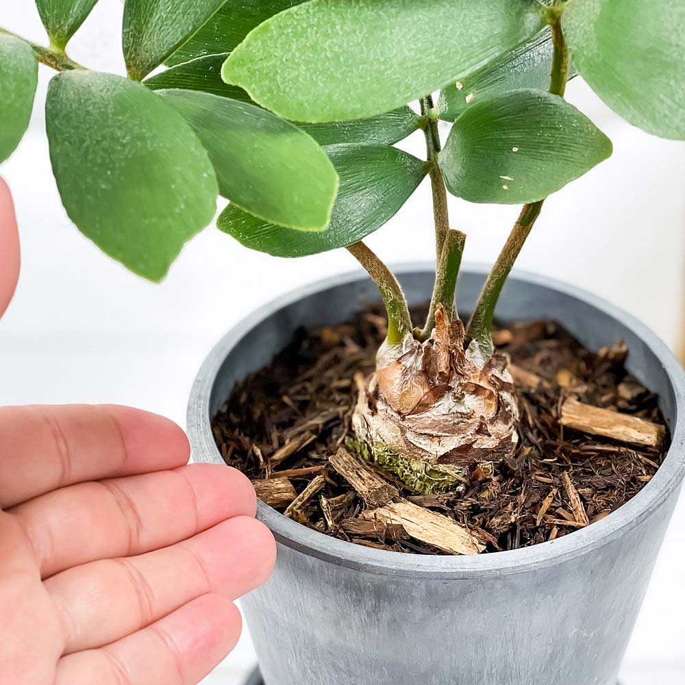 PLANCHU 観葉植物 ザミア フルフラケア 4号樹脂鉢 ダークグレー サスティー付き 受け皿付き 育て方説明書付き Zamia furfuracea メキシコソテツ 蘇鉄 生きた化石