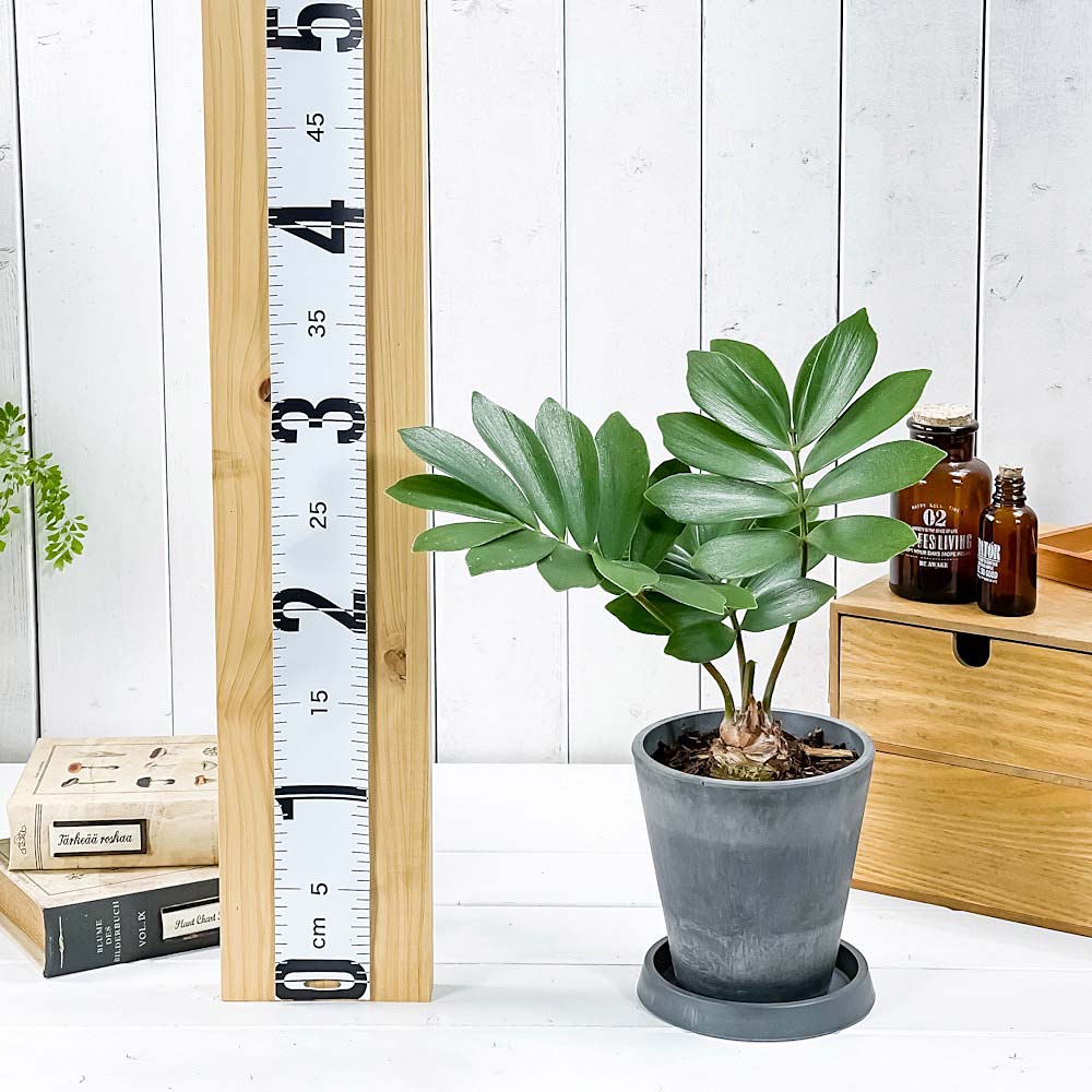 PLANCHU 観葉植物 ザミア フルフラケア 4号樹脂鉢 ダークグレー サスティー付き 受け皿付き 育て方説明書付き Zamia furfuracea メキシコソテツ 蘇鉄 生きた化石