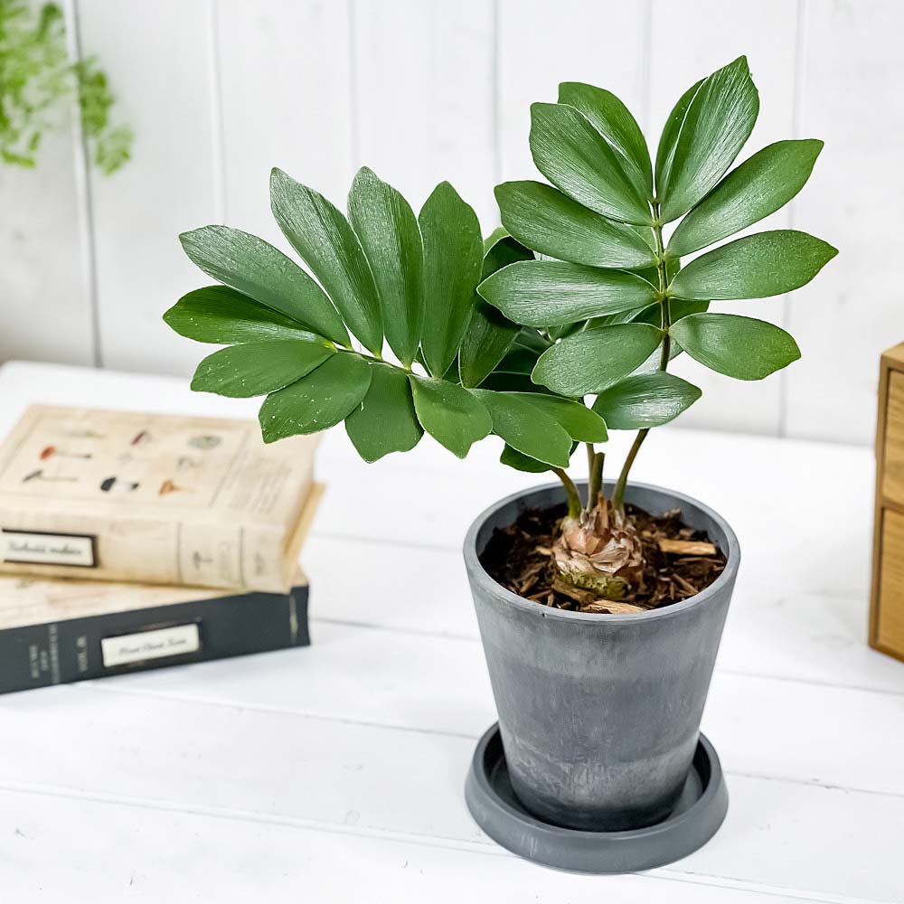 PLANCHU 観葉植物 ザミア フルフラケア 4号樹脂鉢 ダークグレー サスティー付き 受け皿付き 育て方説明書付き Zamia furfuracea メキシコソテツ 蘇鉄 生きた化石