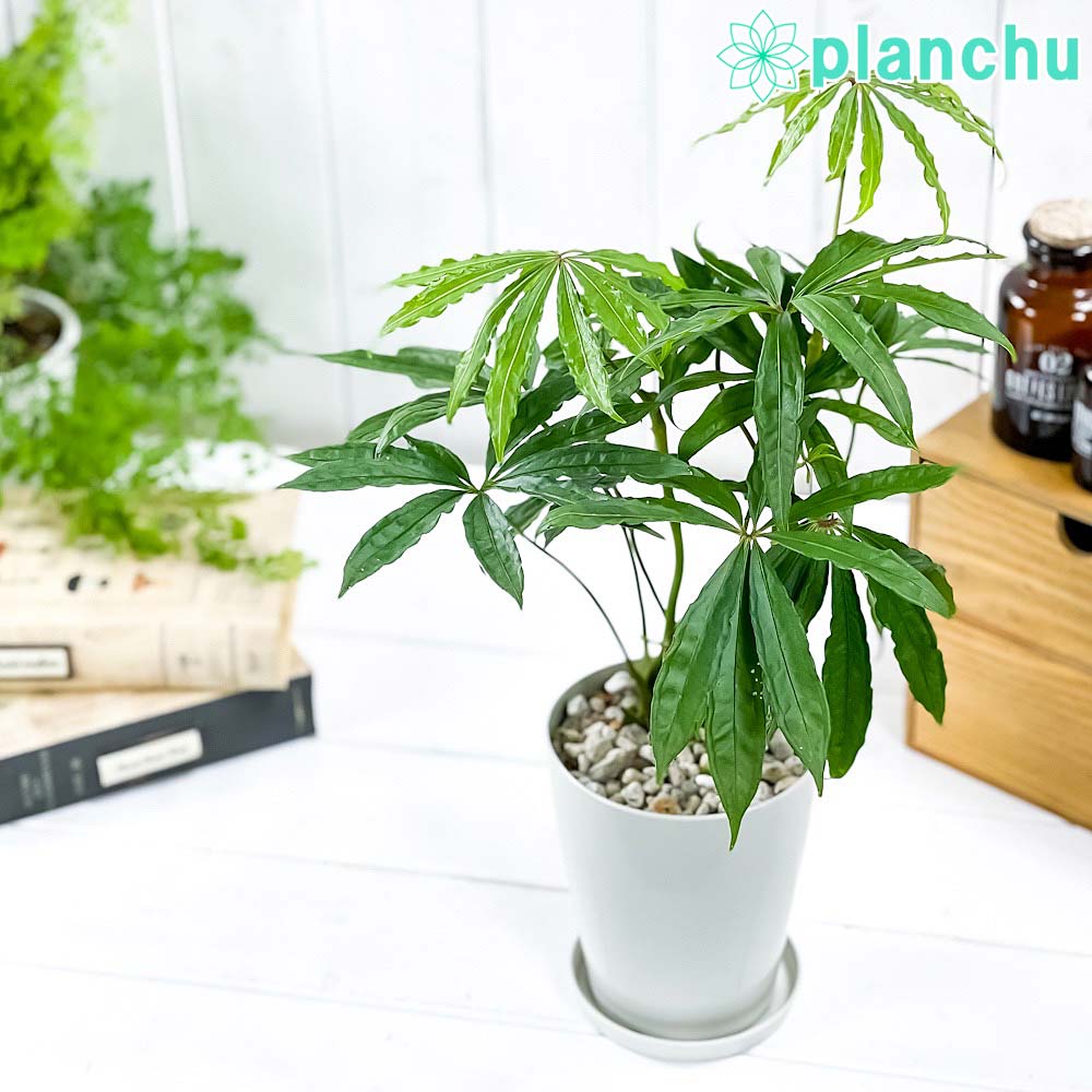 PLANCHU 観葉植物 アンスリウム ポリスキスツム 4号鉢 受け皿付き 育て