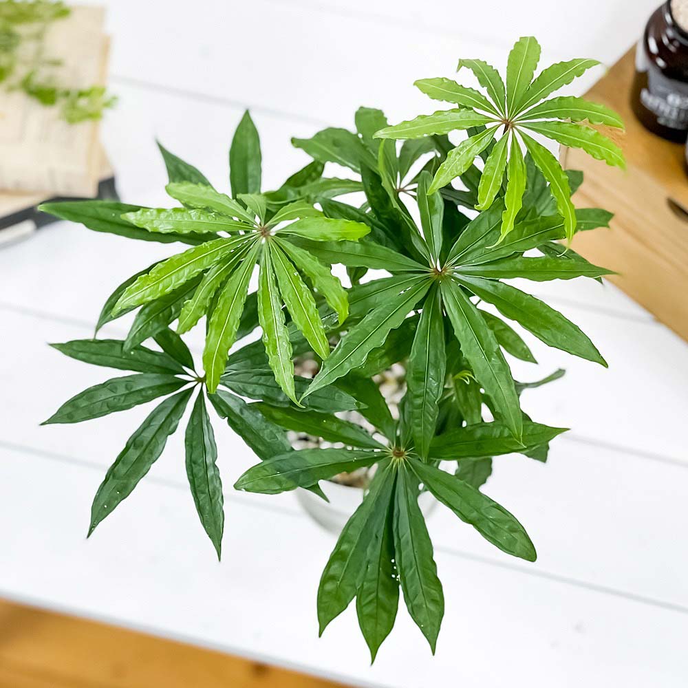 PLANCHU 観葉植物 アンスリウム ポリスキスツム 4号鉢 受け皿付き 育て方説明書付き Anthurium polyschistum アンスリューム アロイド 原種系