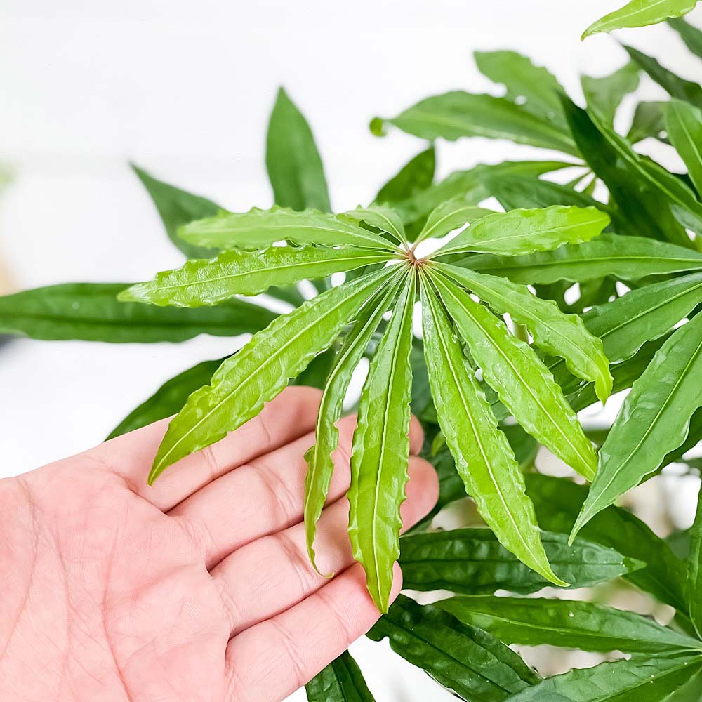 PLANCHU 観葉植物 アンスリウム ポリスキスツム 4号鉢 受け皿付き 育て方説明書付き Anthurium polyschistum アンスリューム アロイド 原種系