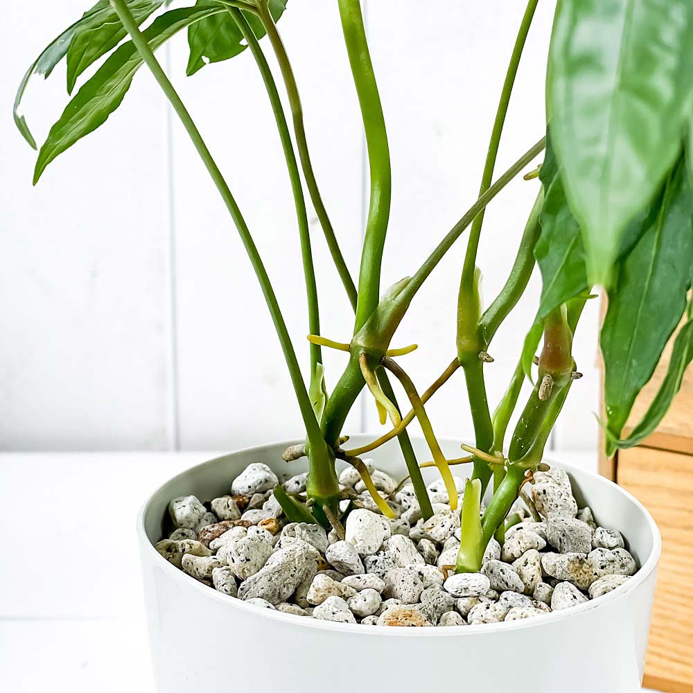 PLANCHU 観葉植物 アンスリウム ポリスキスツム 4号鉢 受け皿付き 育て方説明書付き Anthurium polyschistum アンスリューム アロイド 原種系