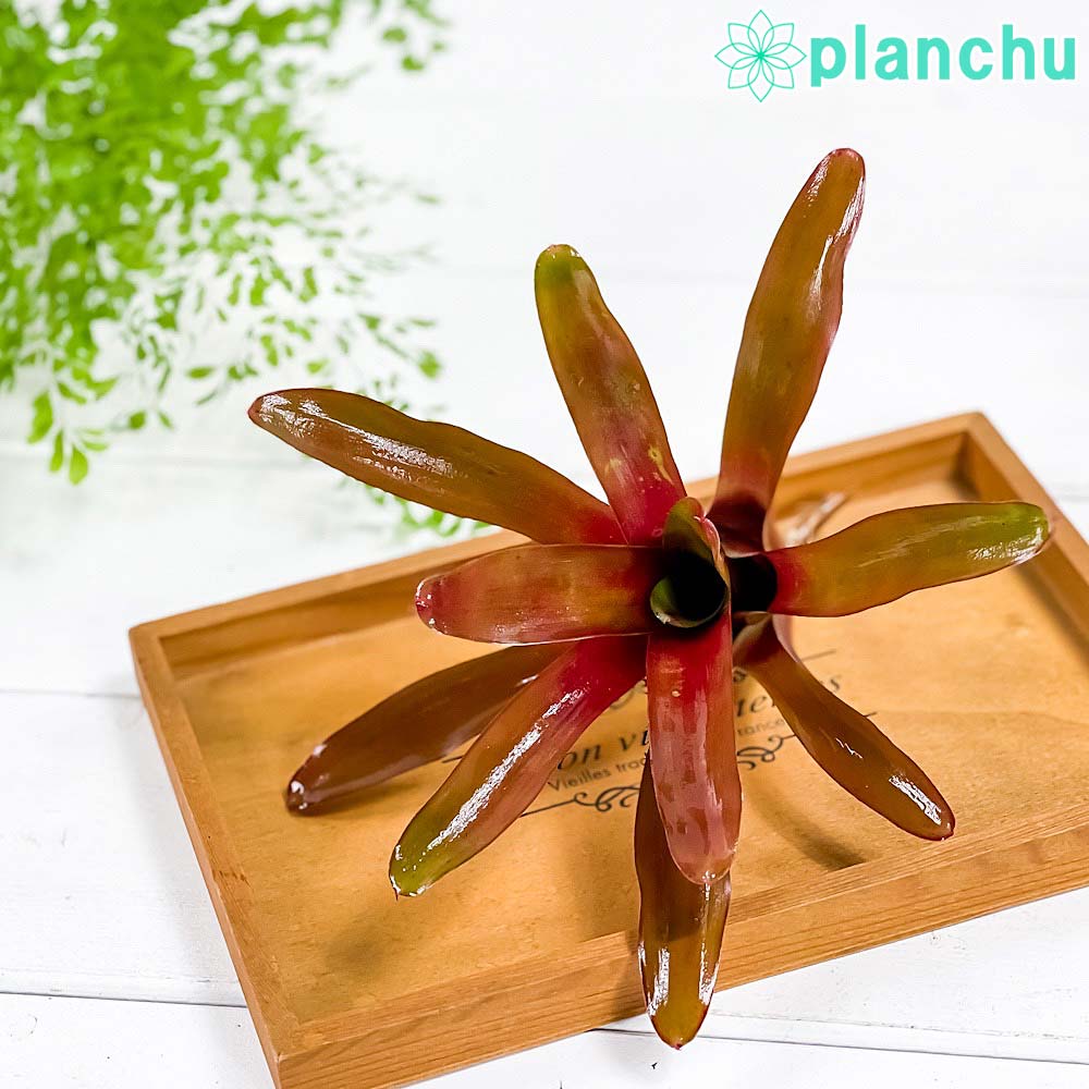 PLANCHU 観葉植物 ネオレゲリア ファイヤーボール 1株 育て方説明書