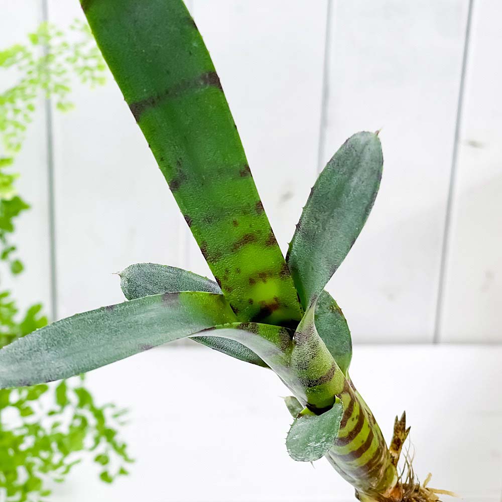PLANCHU 観葉植物 ネオレゲリア アケソ 1株 育て方説明書付き Neoregelia ‘Akeso’ ブロメリア タンクブロメリア テラリウム ビバリウム