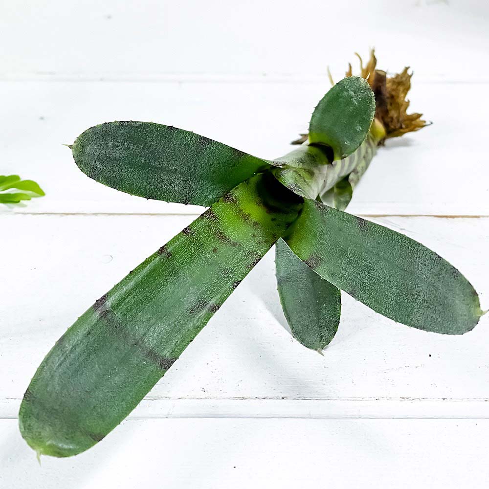 PLANCHU 観葉植物 ネオレゲリア アケソ 1株 育て方説明書付き Neoregelia ‘Akeso’ ブロメリア タンクブロメリア テラリウム ビバリウム