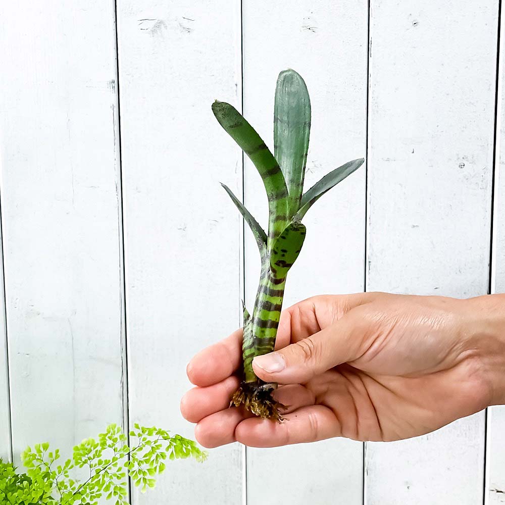 PLANCHU 観葉植物 ネオレゲリア アケソ 1株 育て方説明書付き Neoregelia ‘Akeso’ ブロメリア タンクブロメリア テラリウム ビバリウム