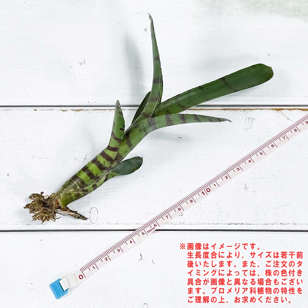 PLANCHU 観葉植物 ネオレゲリア アケソ 1株 育て方説明書付き Neoregelia ‘Akeso’ ブロメリア タンクブロメリア テラリウム ビバリウム