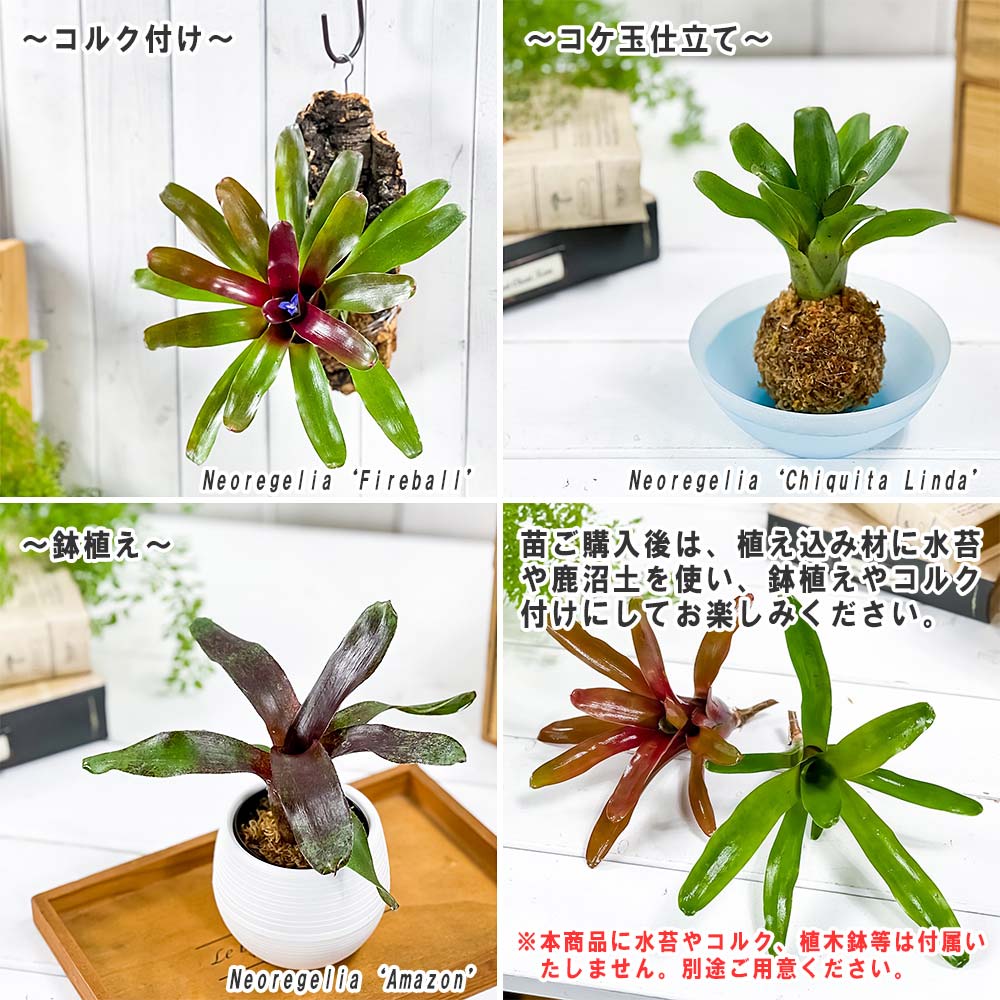 PLANCHU 観葉植物 ネオレゲリア アケソ 1株 育て方説明書付き Neoregelia ‘Akeso’ ブロメリア タンクブロメリア テラリウム ビバリウム