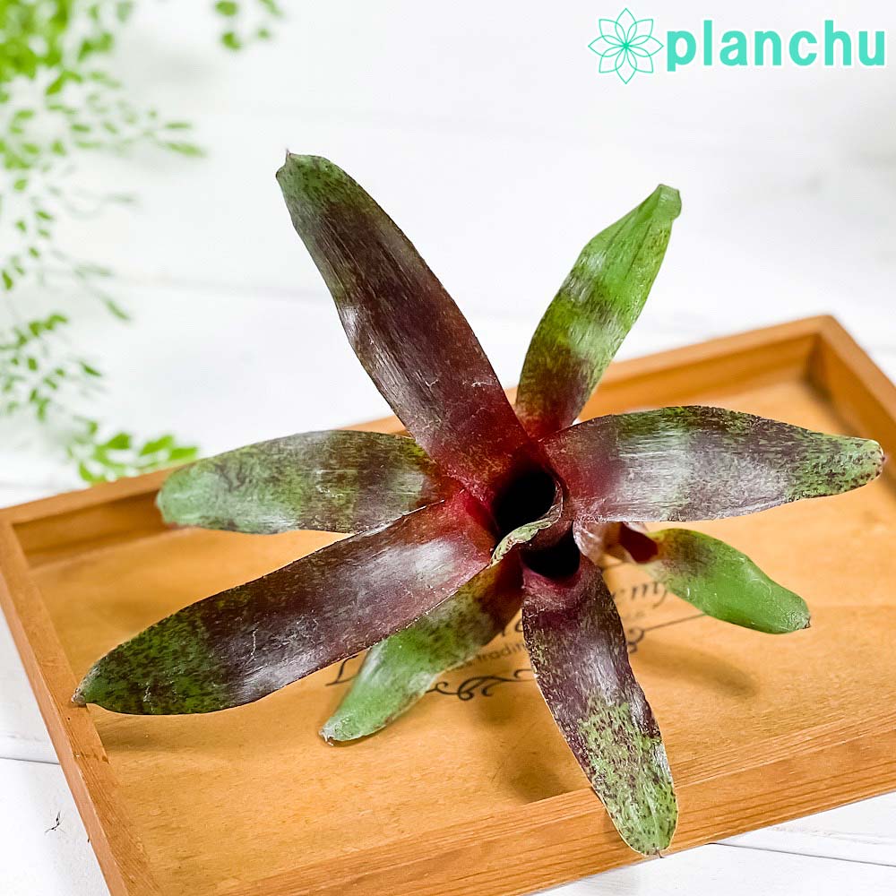 PLANCHU 観葉植物 ネオレゲリア アトランティス 1株 育て方説明書付き