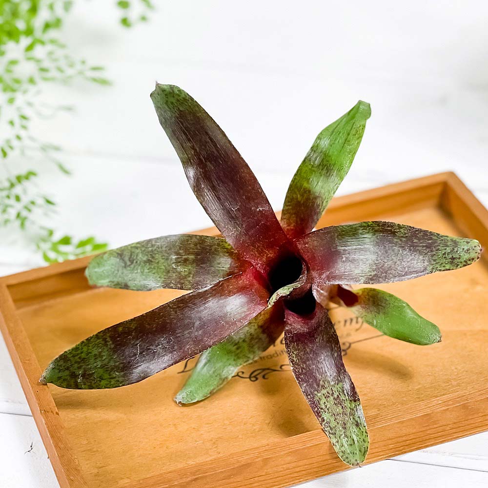 PLANCHU 観葉植物 ネオレゲリア アトランティス 1株 育て方説明書付き Neoregelia ‘Atlantis’ ブロメリア タンクブロメリア テラリウム ビバリウム