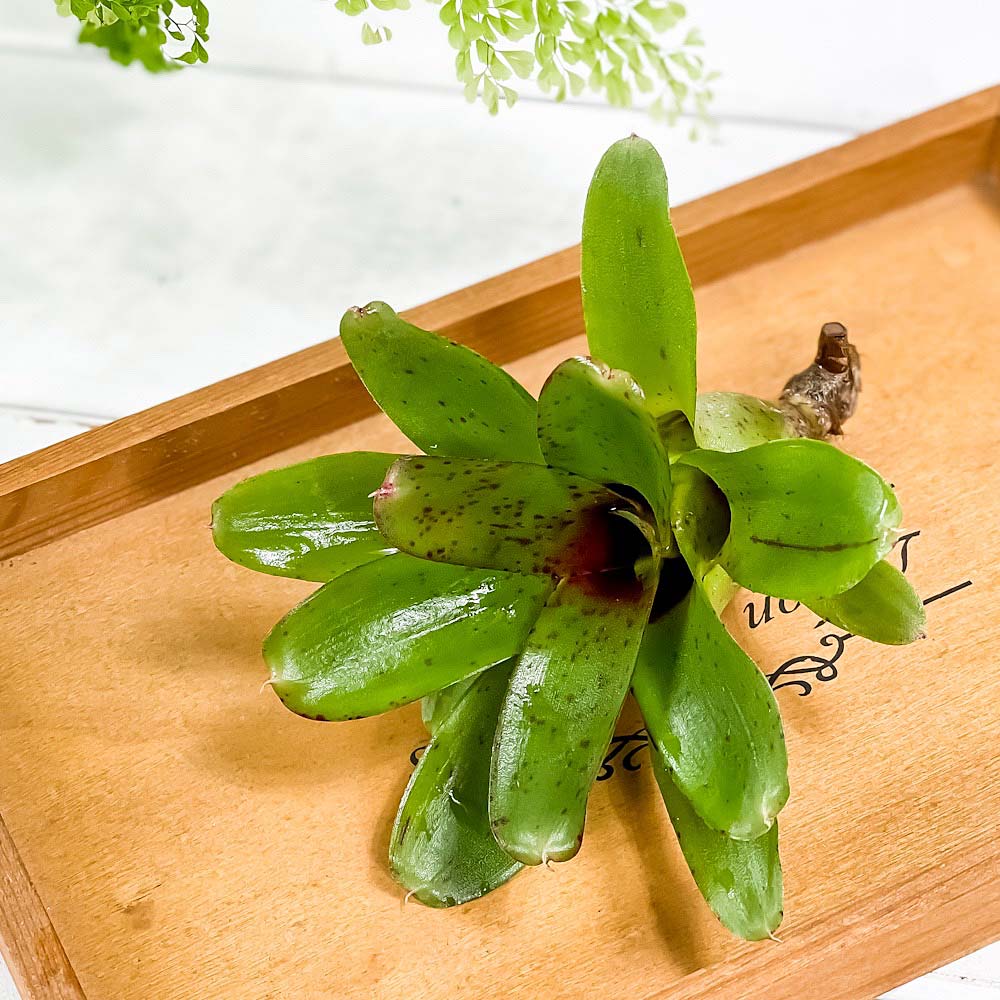 PLANCHU 観葉植物 ネオレゲリア チキータリンダ 1株 育て方説明書付き Neoregelia ‘Chiquita Linda’ ブロメリア タンクブロメリア テラリウム ビバリウム